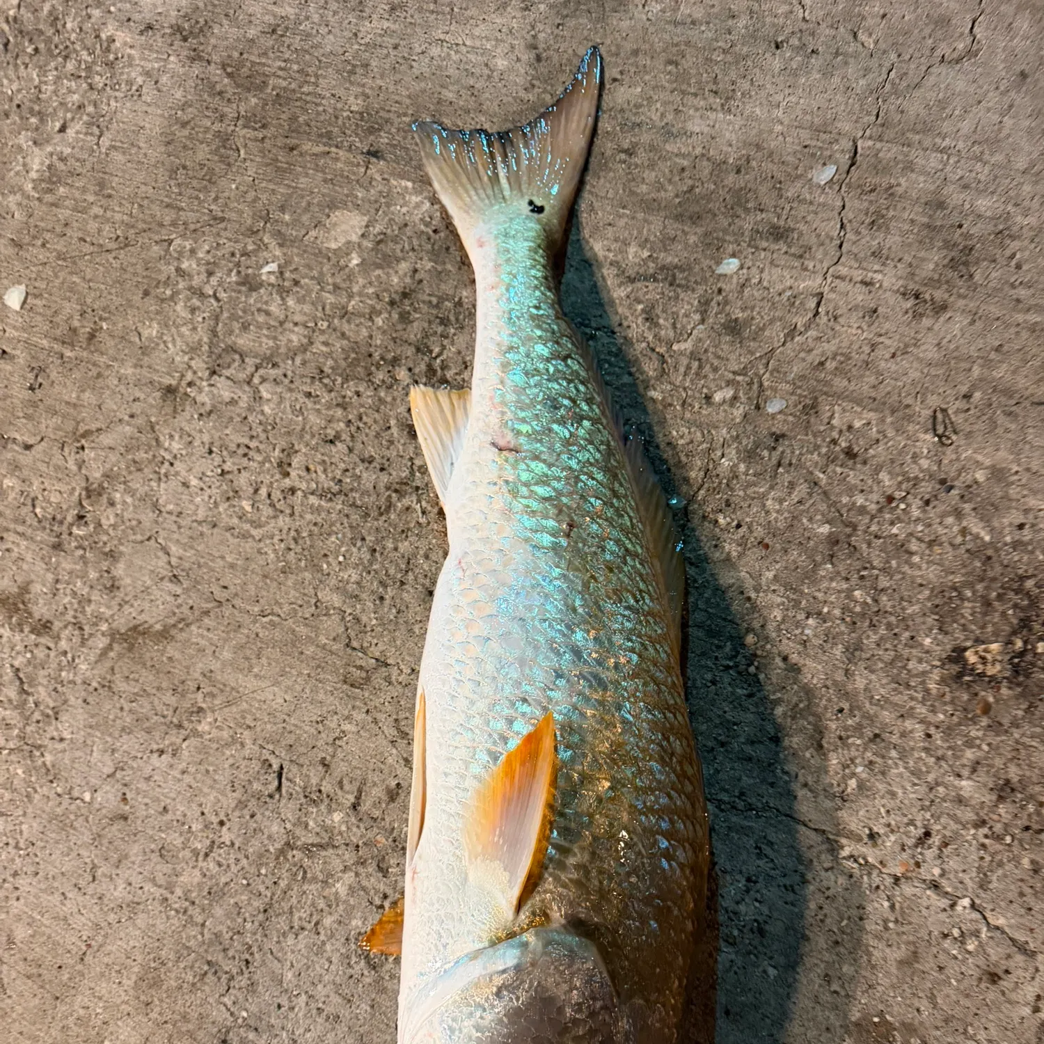 Red drum caught on Fishbrain