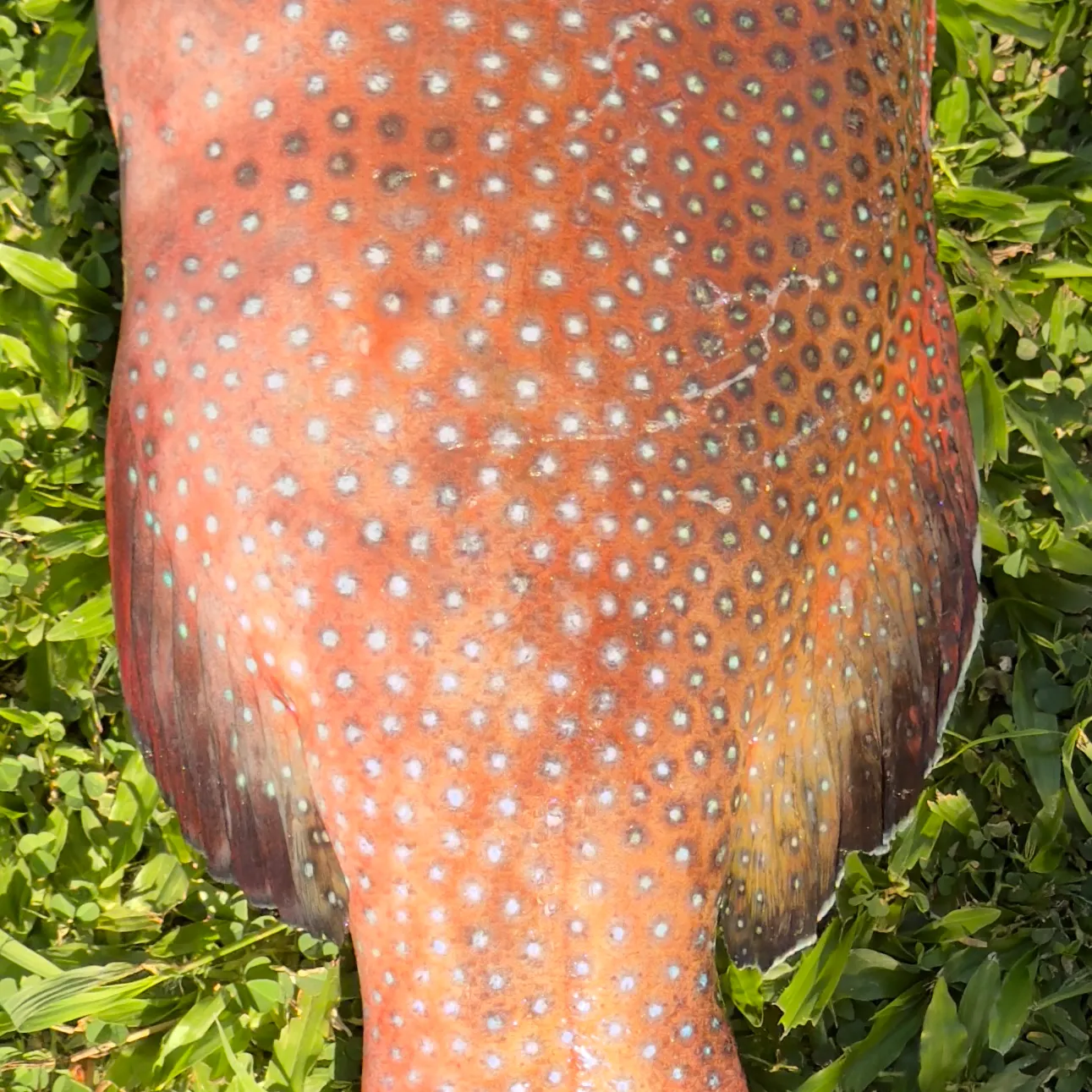 The most recent Spotted coralgrouper catches on Fishbrain