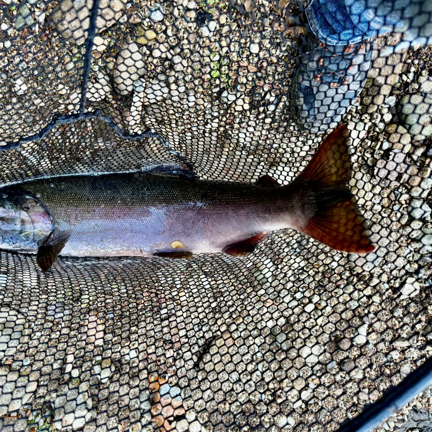 Coho salmon caught on Fishbrain