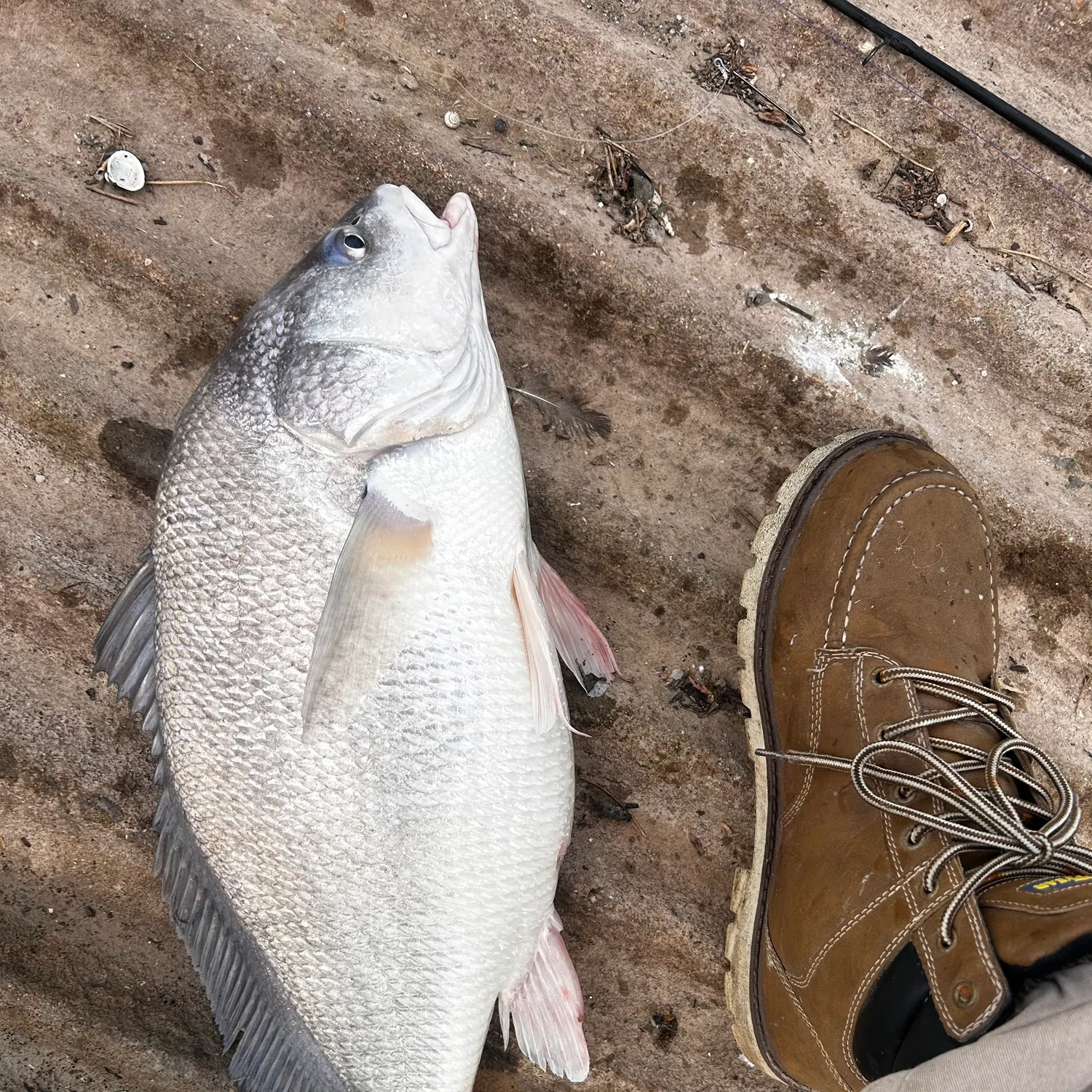 Freshwater drum caught on Fishbrain