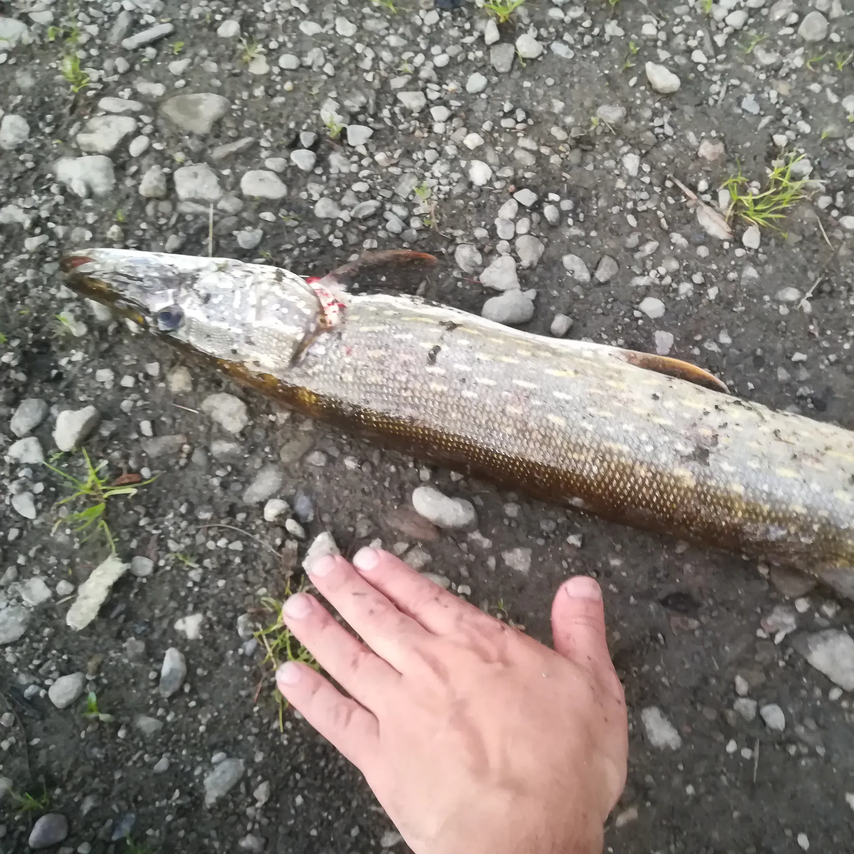 angler catch