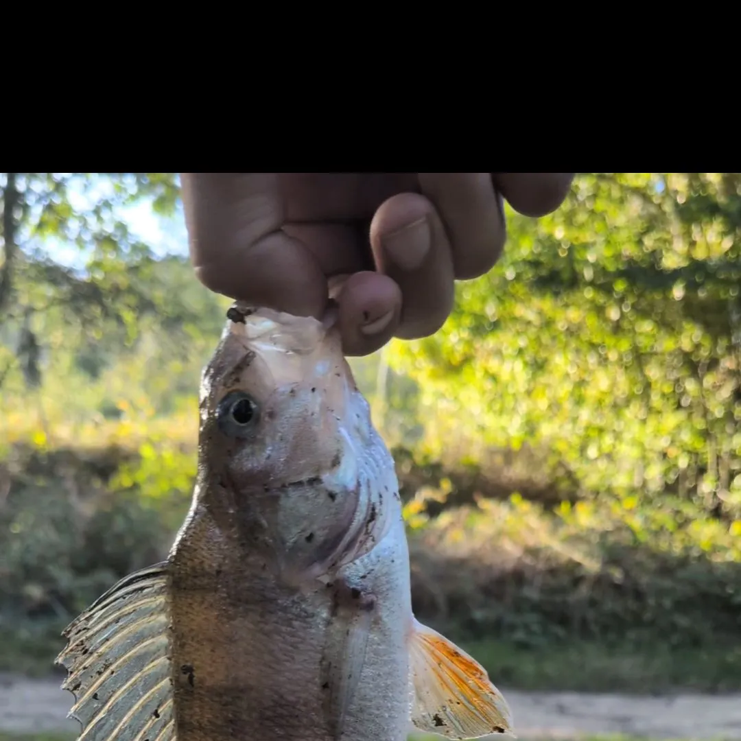 Fish caught on Fishbrain