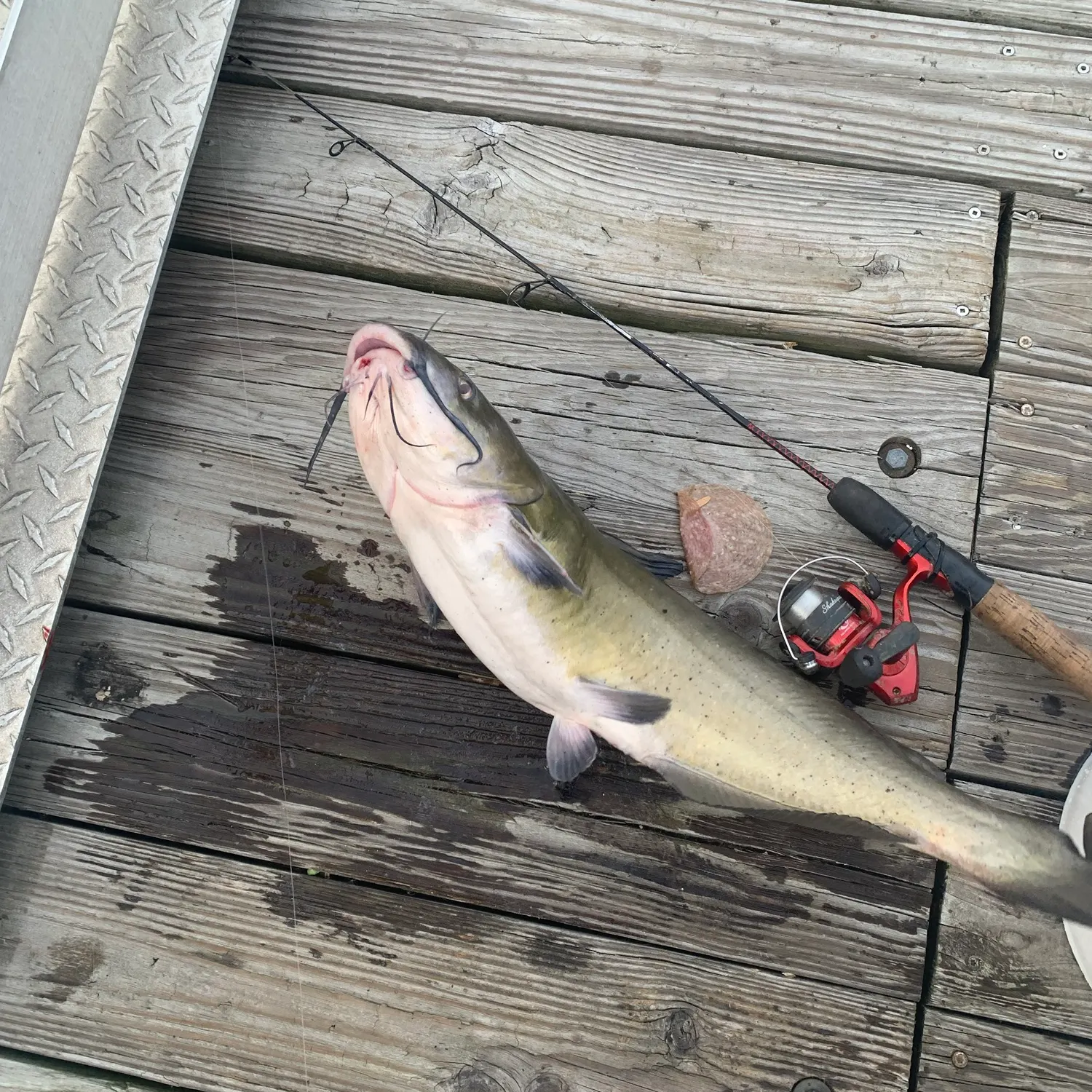 Channel catfish caught on Fishbrain
