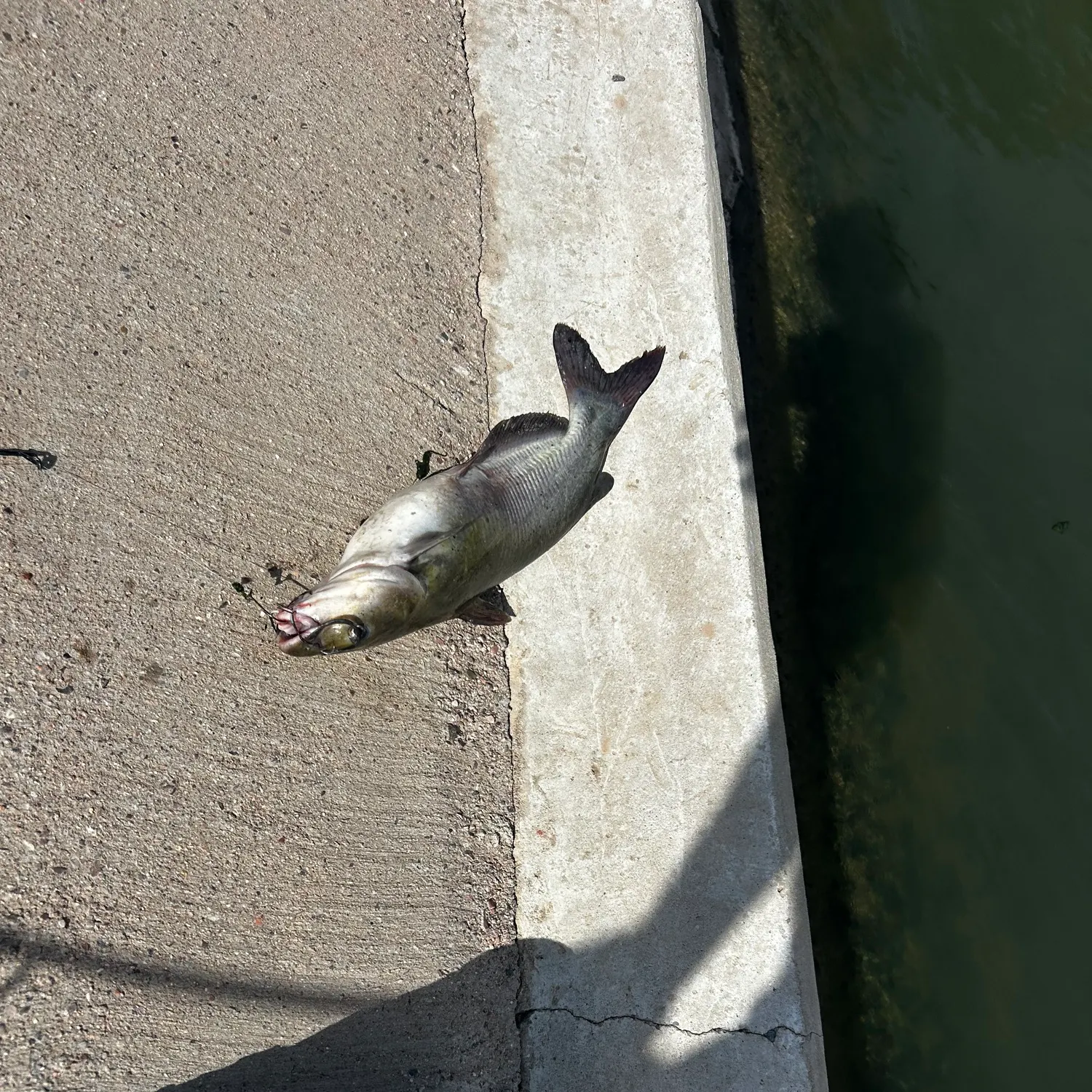Channel catfish caught on Fishbrain