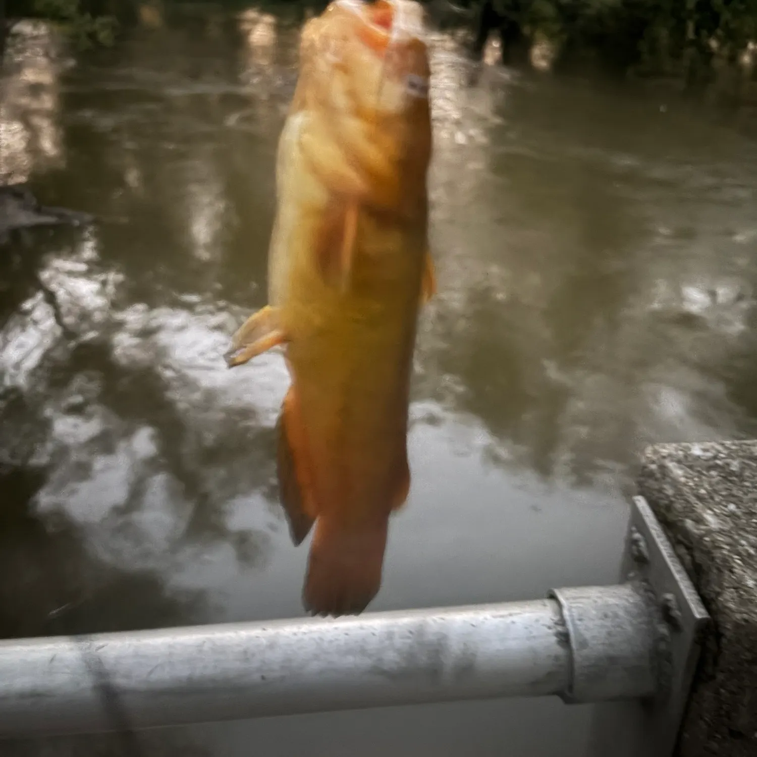 Yellow bullhead caught on Fishbrain