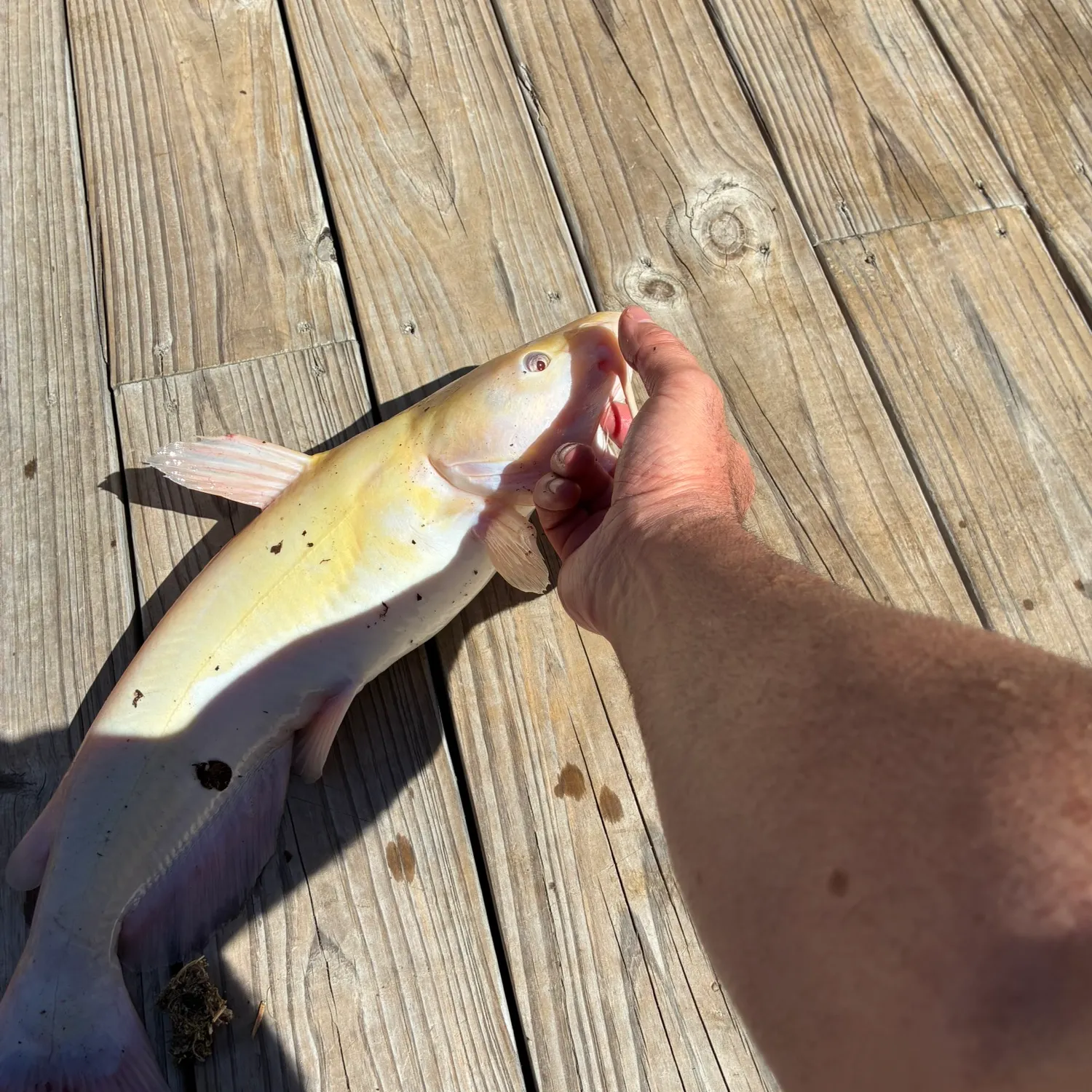 Channel catfish caught on Fishbrain