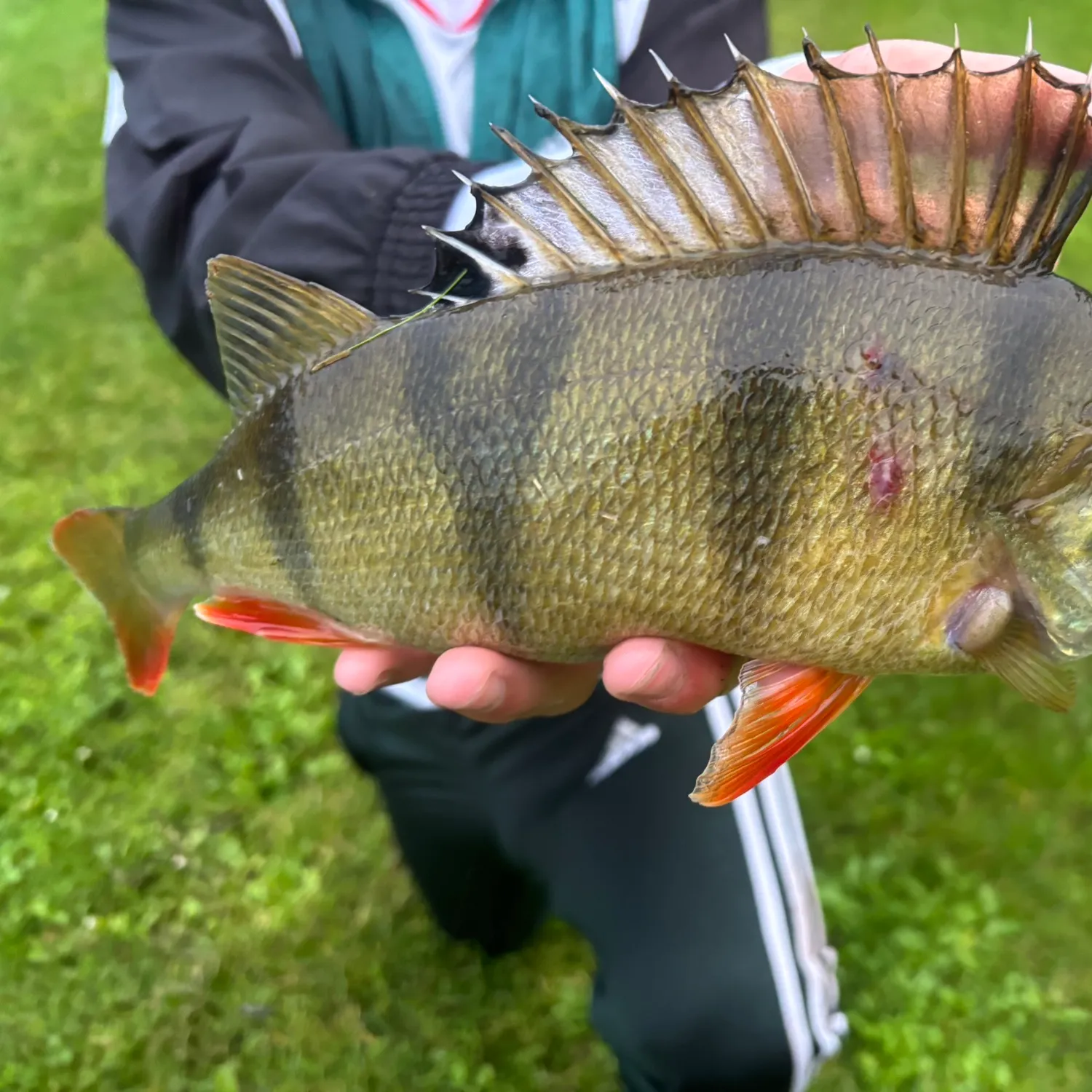 Fish caught on Fishbrain