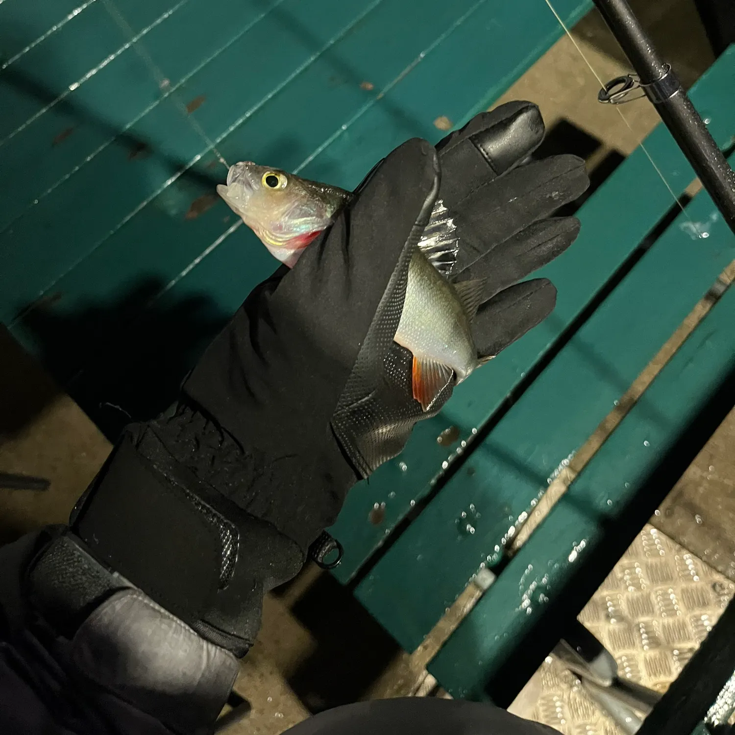 The most recent European perch catches on Fishbrain