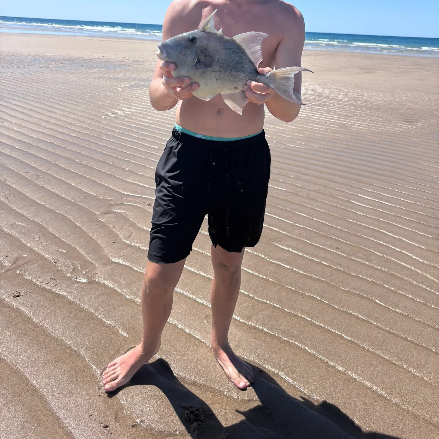 The most recent Grey triggerfish catches on Fishbrain