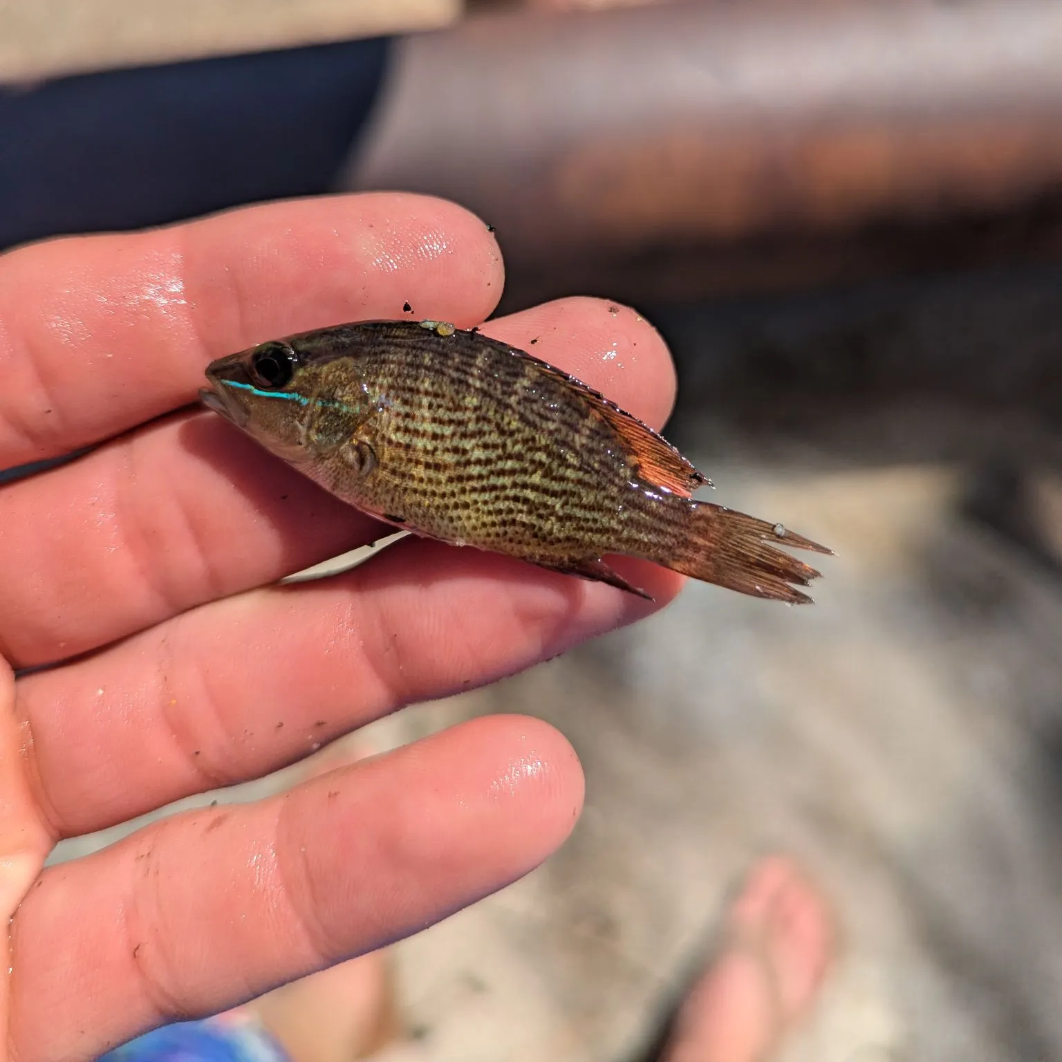 Mangrove snapper caught on Fishbrain