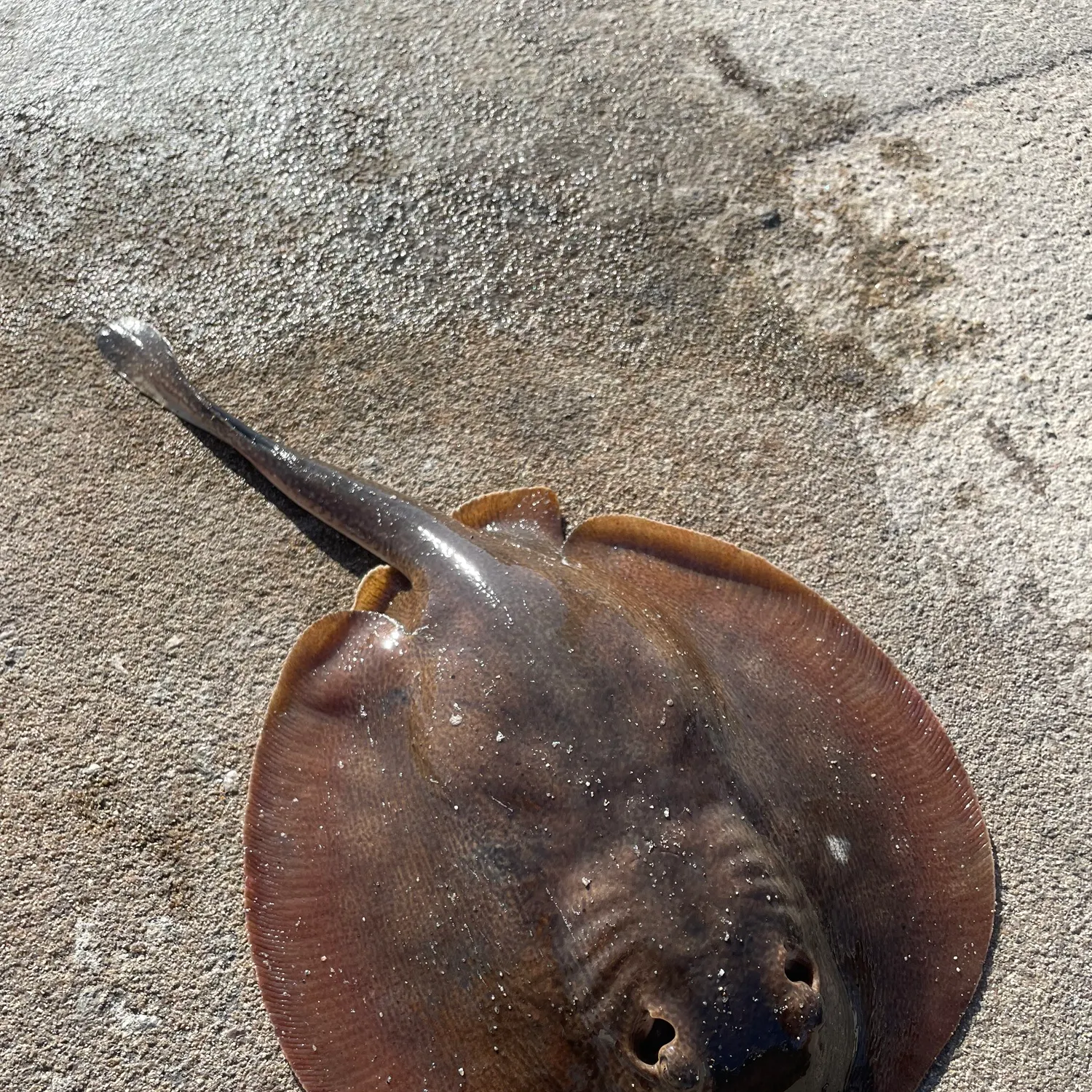 Haller's round ray caught on Fishbrain
