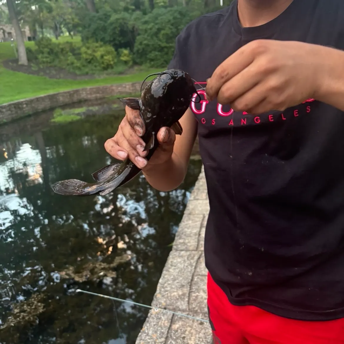 Black bullhead caught on Fishbrain