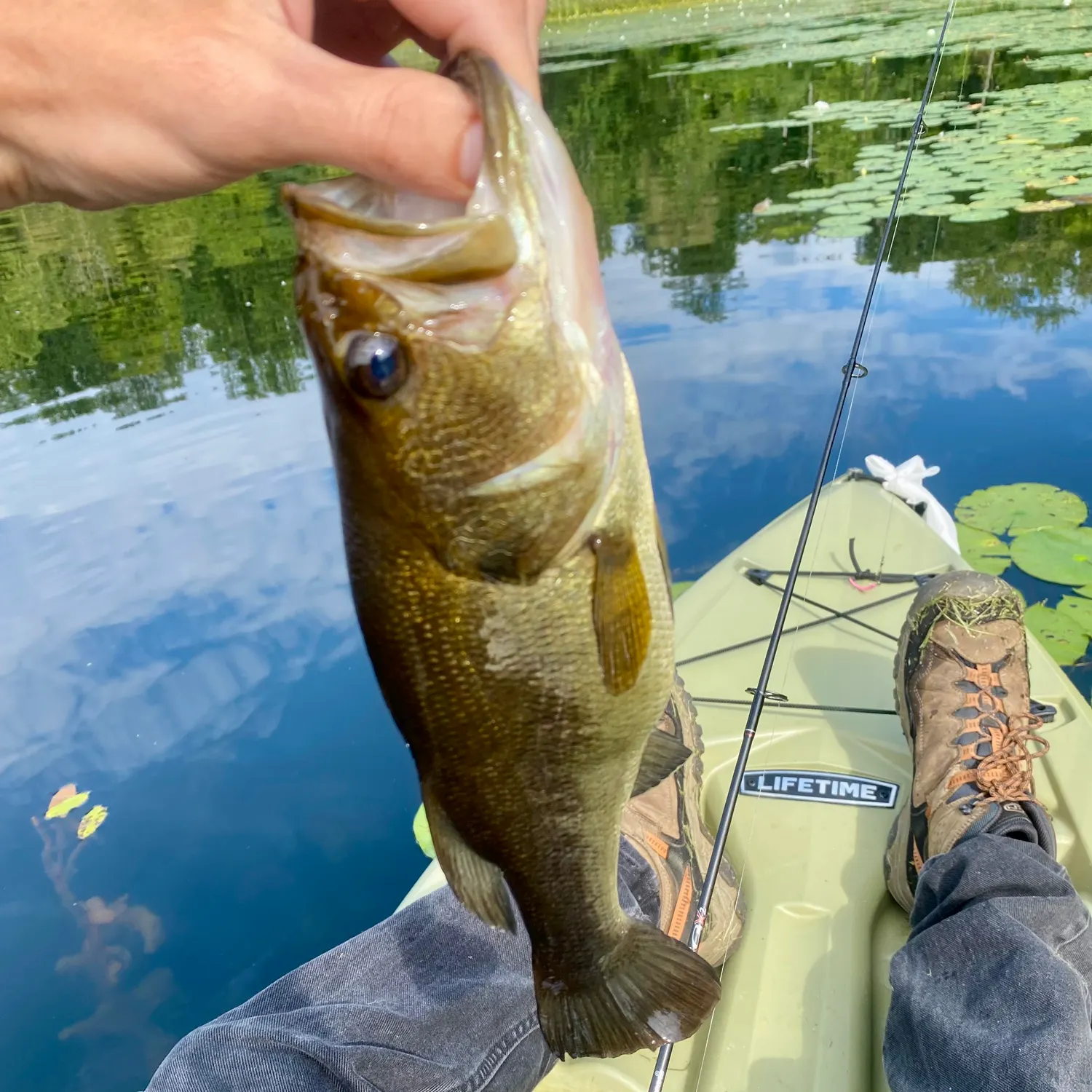 Largemouth bass caught on Fishbrain