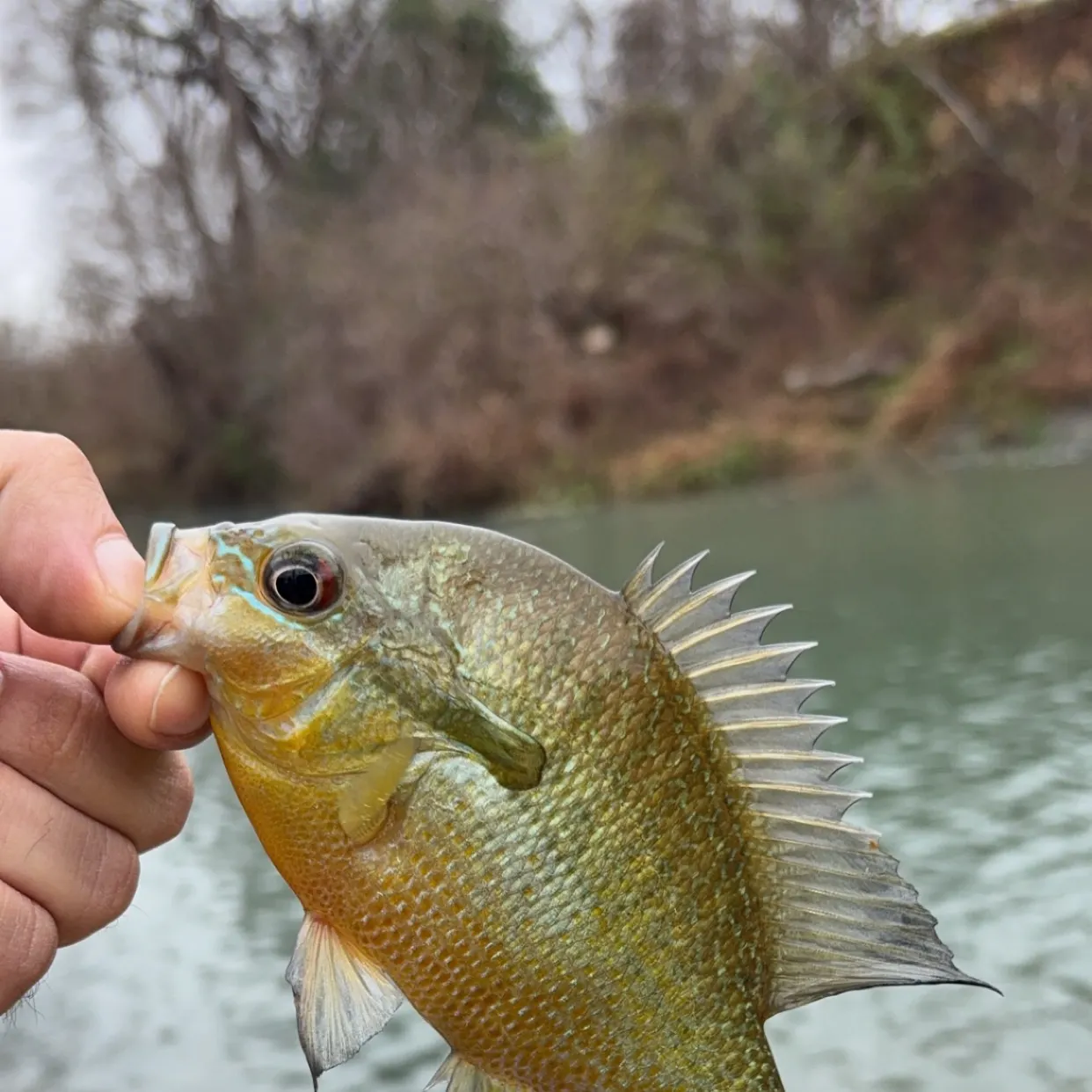 The most recent Redbreast sunfish catches on Fishbrain