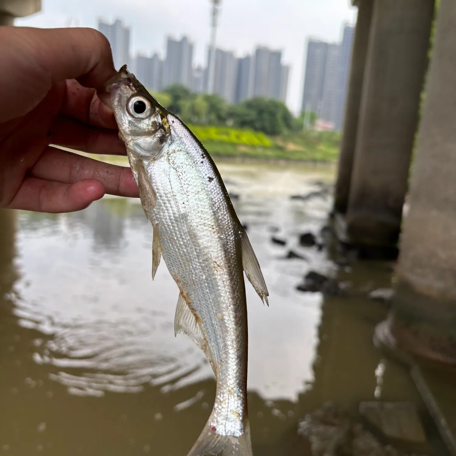 The most recent Predatory carp catches on Fishbrain