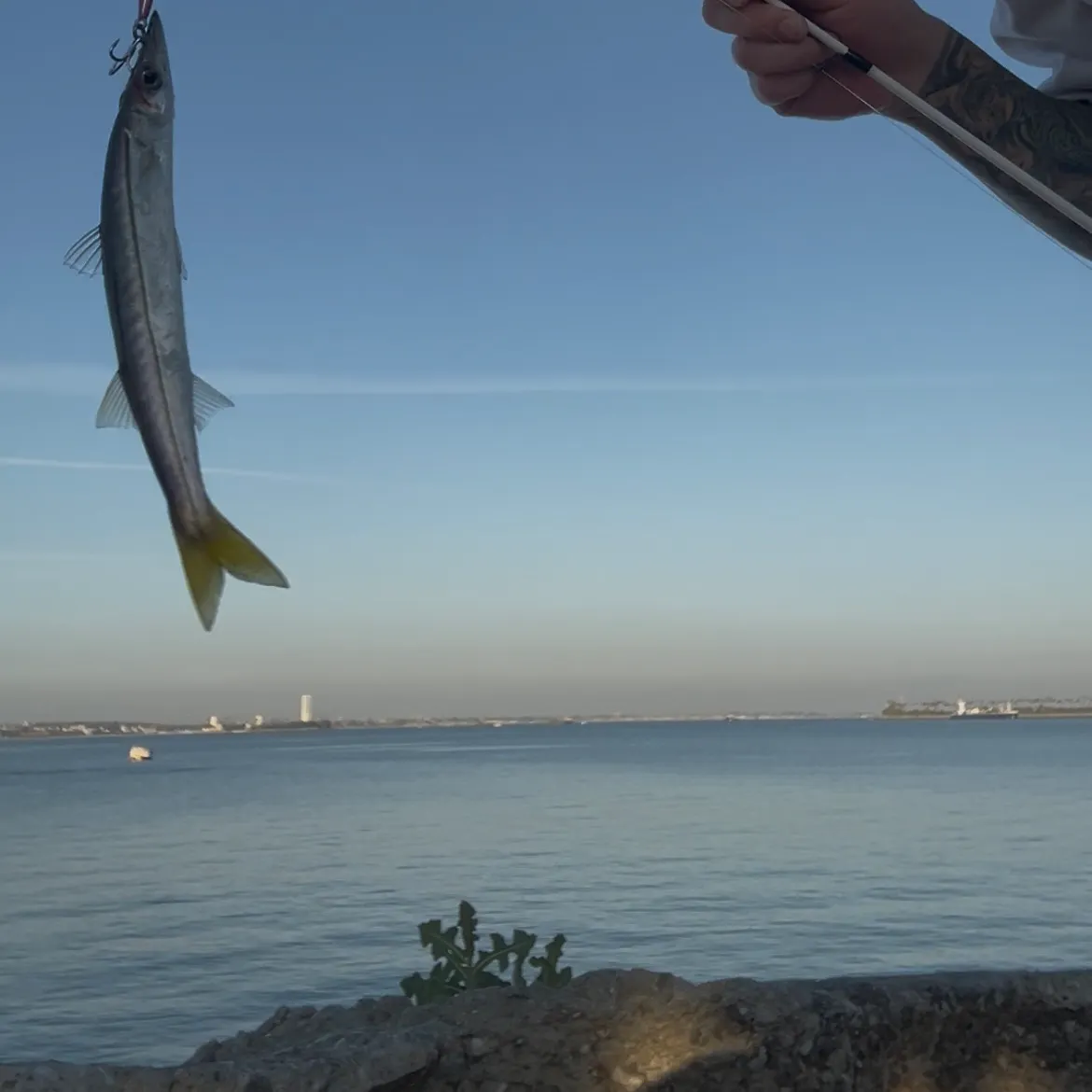 The most recent Pacific barracuda catches on Fishbrain