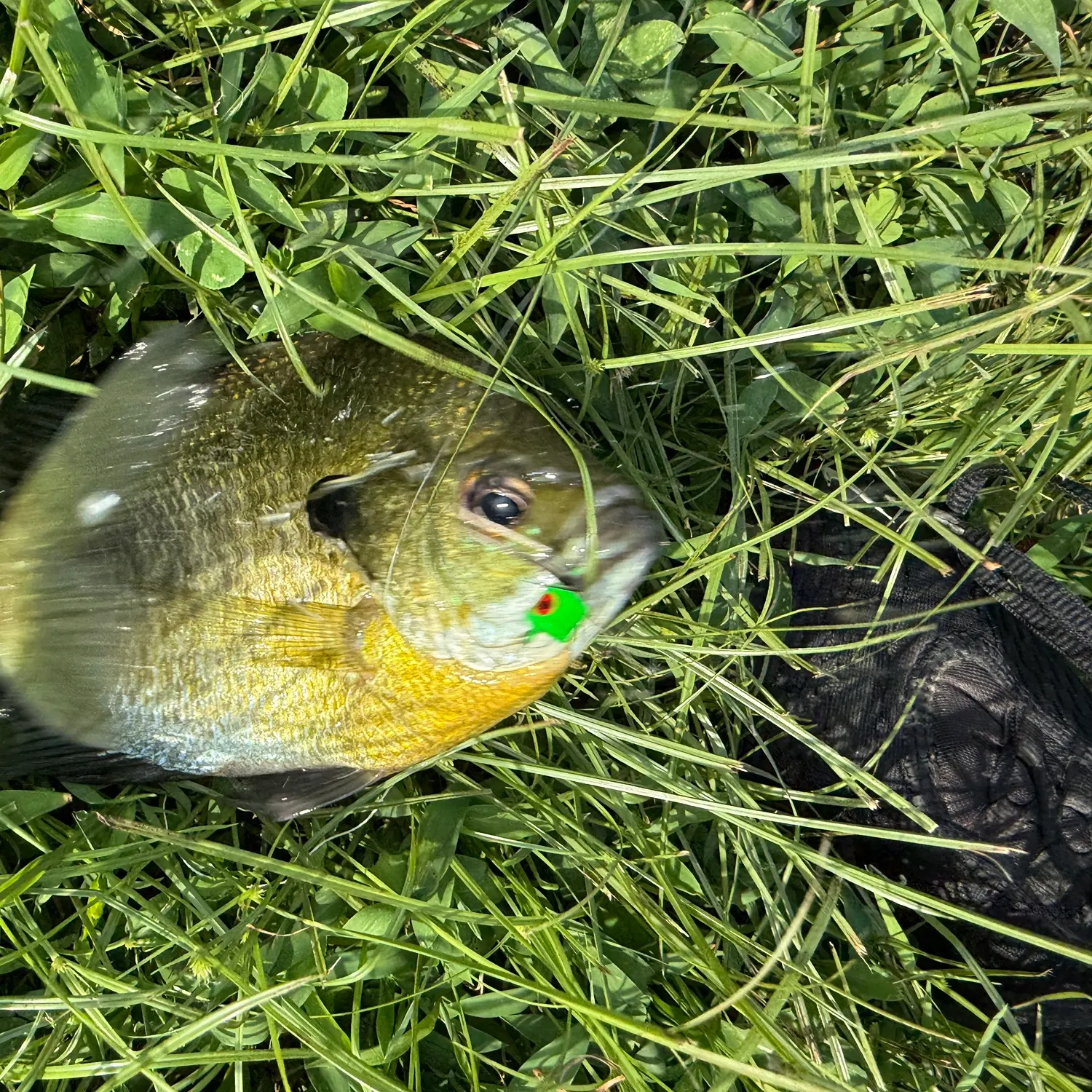 Bluegill caught on Fishbrain