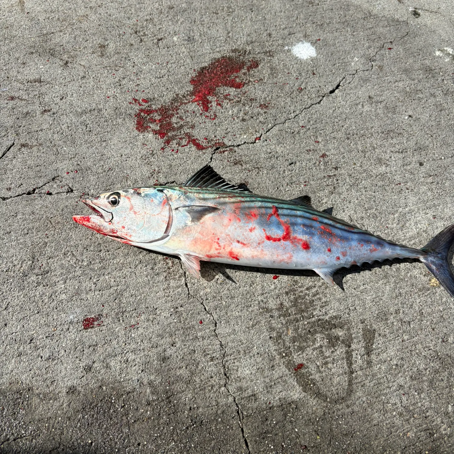 Pacific bonito caught on Fishbrain