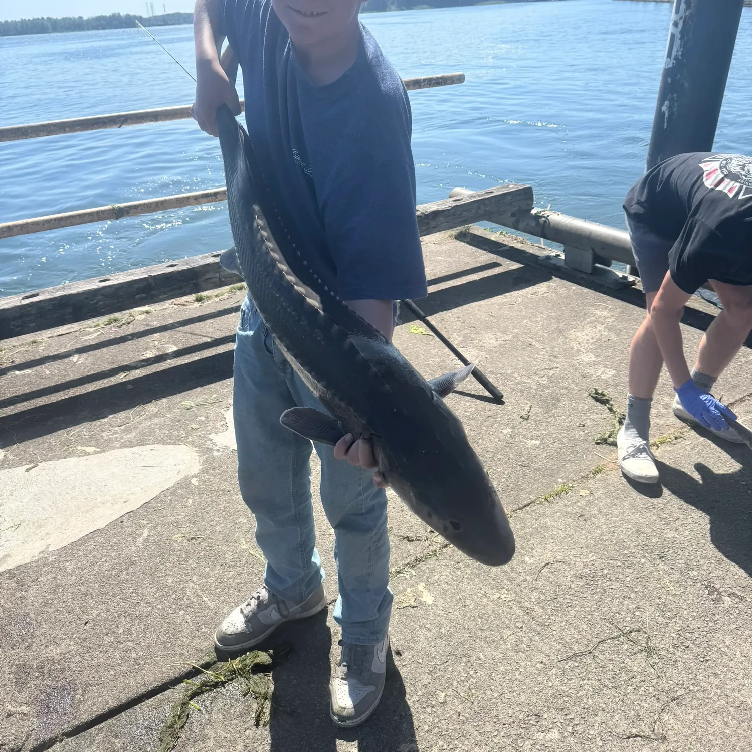 White sturgeon caught on Fishbrain