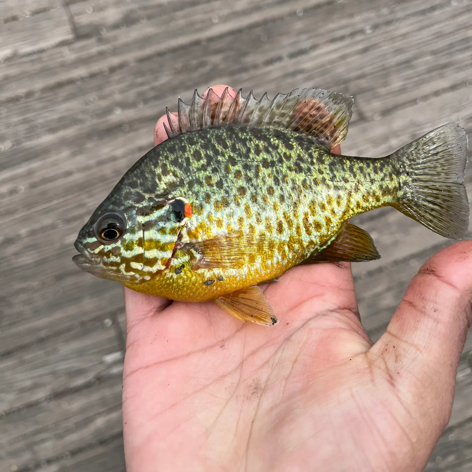 catch