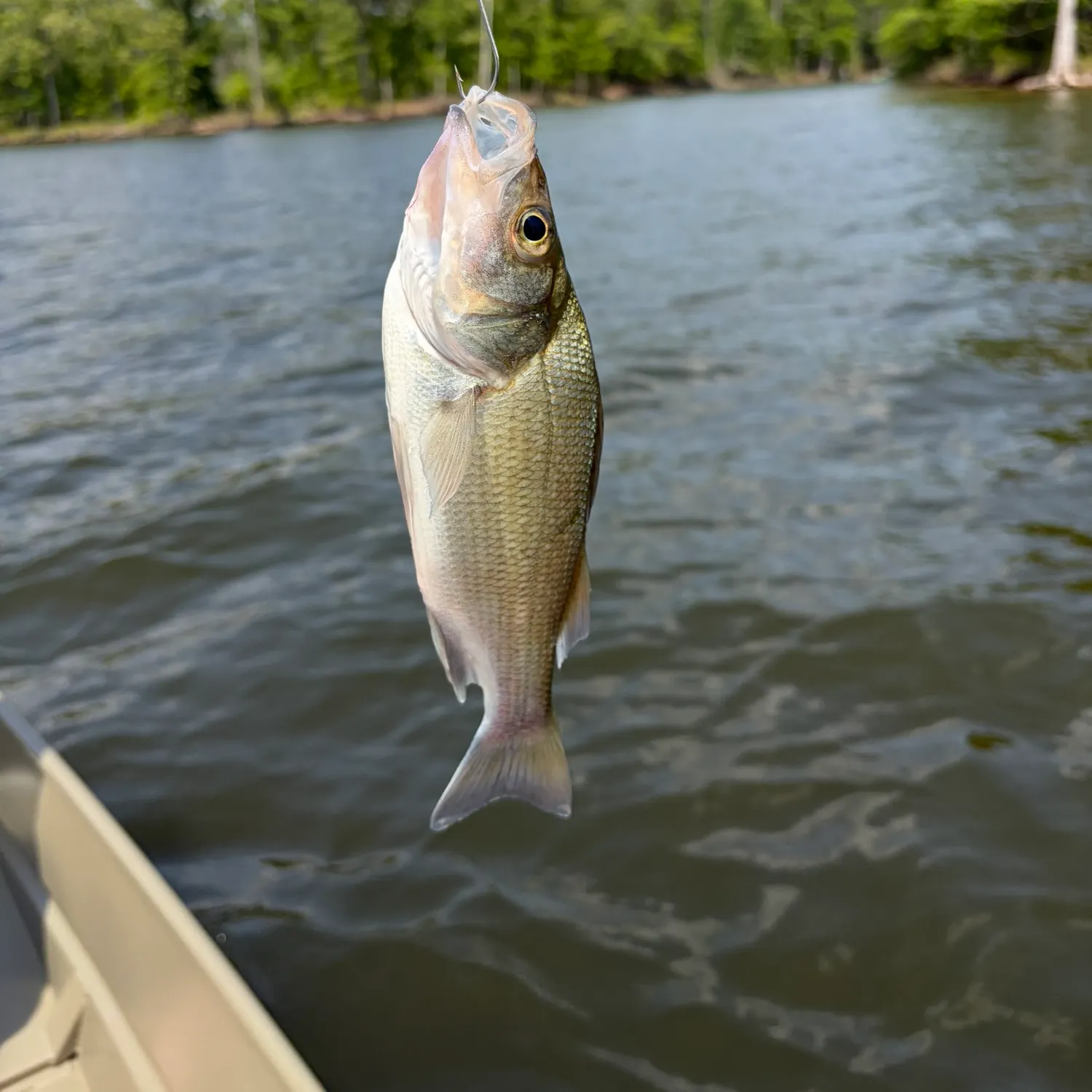 The most recent White perch catches on Fishbrain