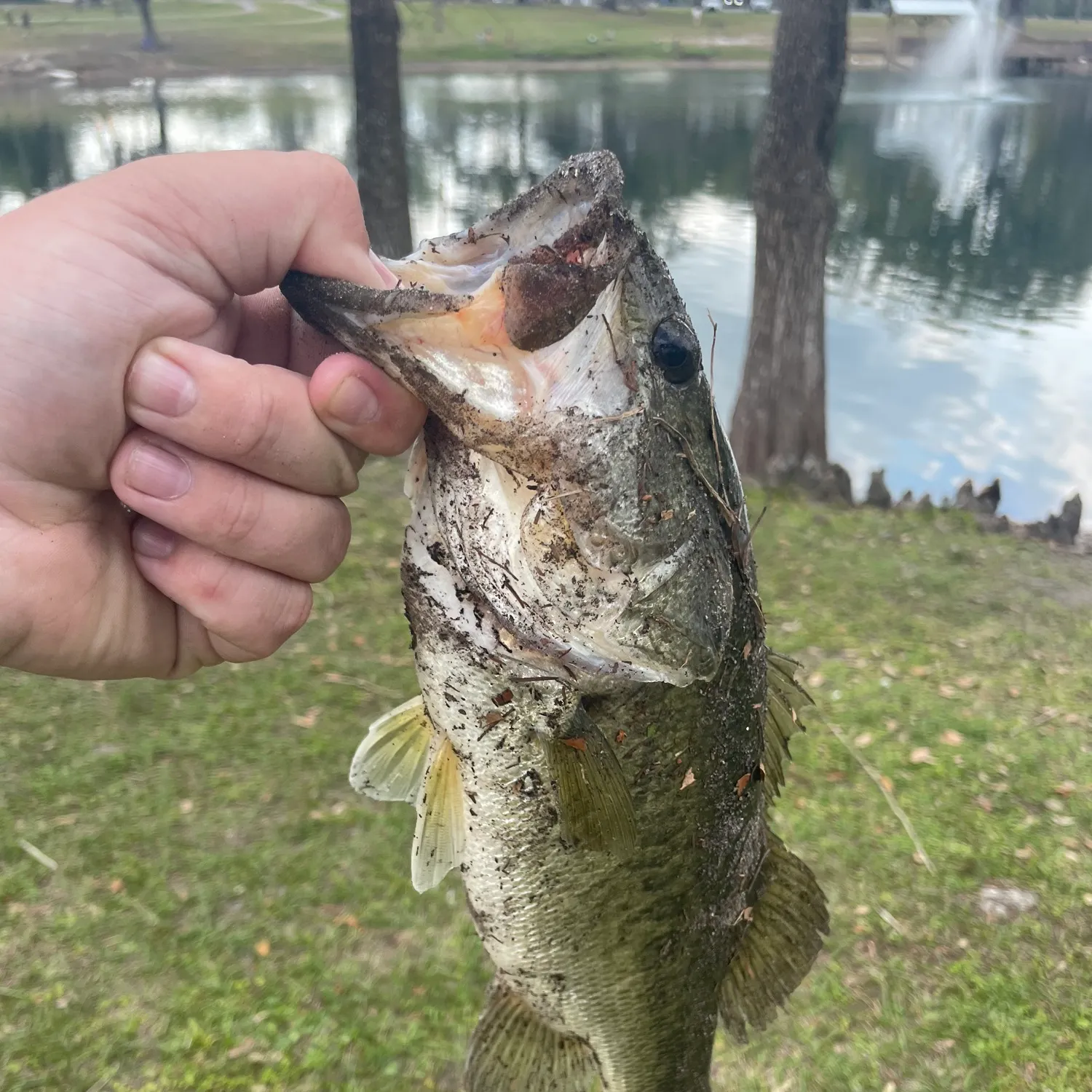 Fishing in Ocala, FL (United States) ️️️️ Find Spots, Species & Tips