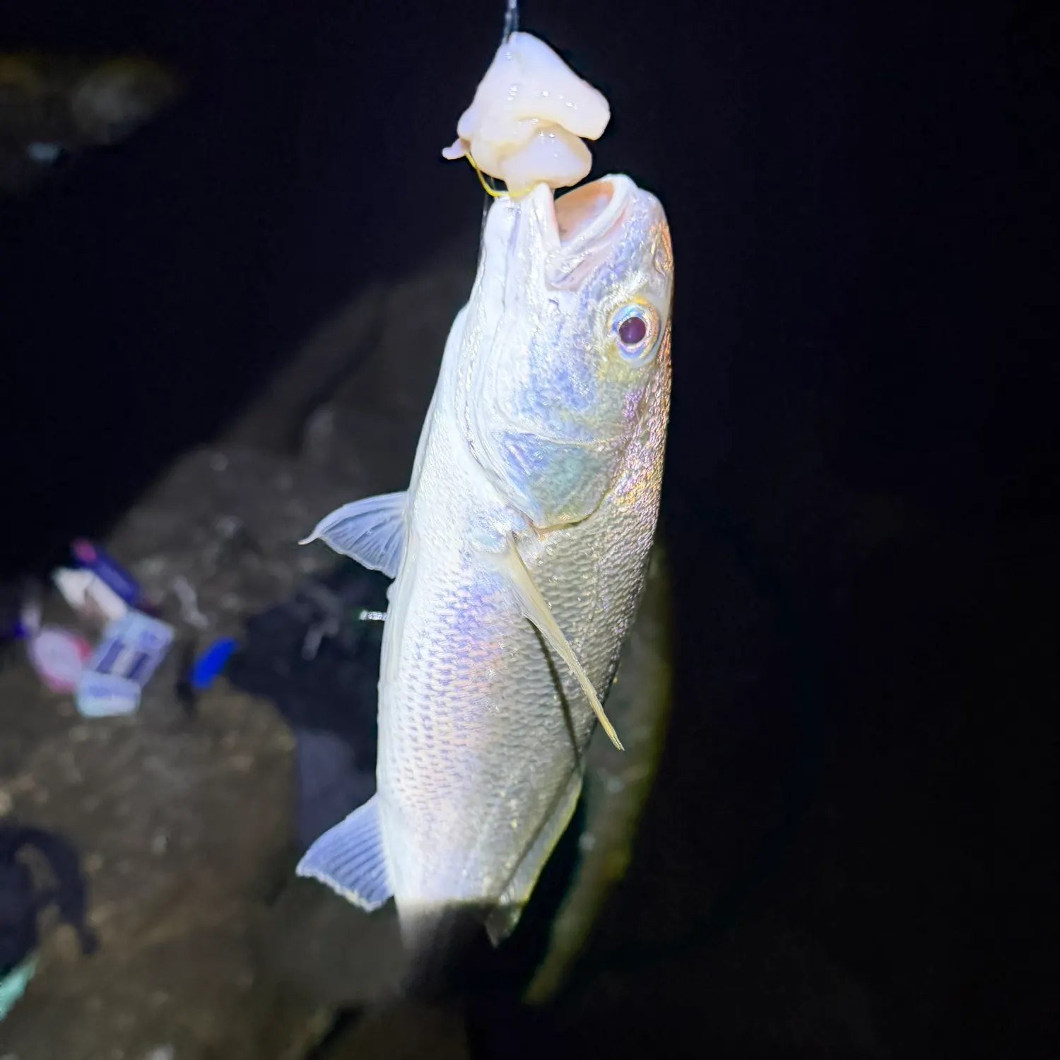 White croaker caught on Fishbrain