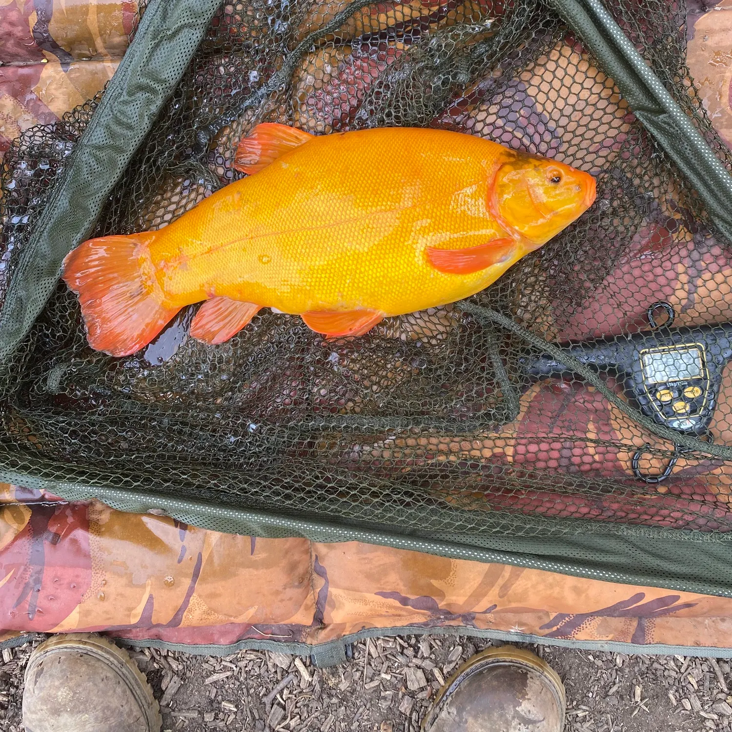 The most popular recent Golden tench catch on Fishbrain