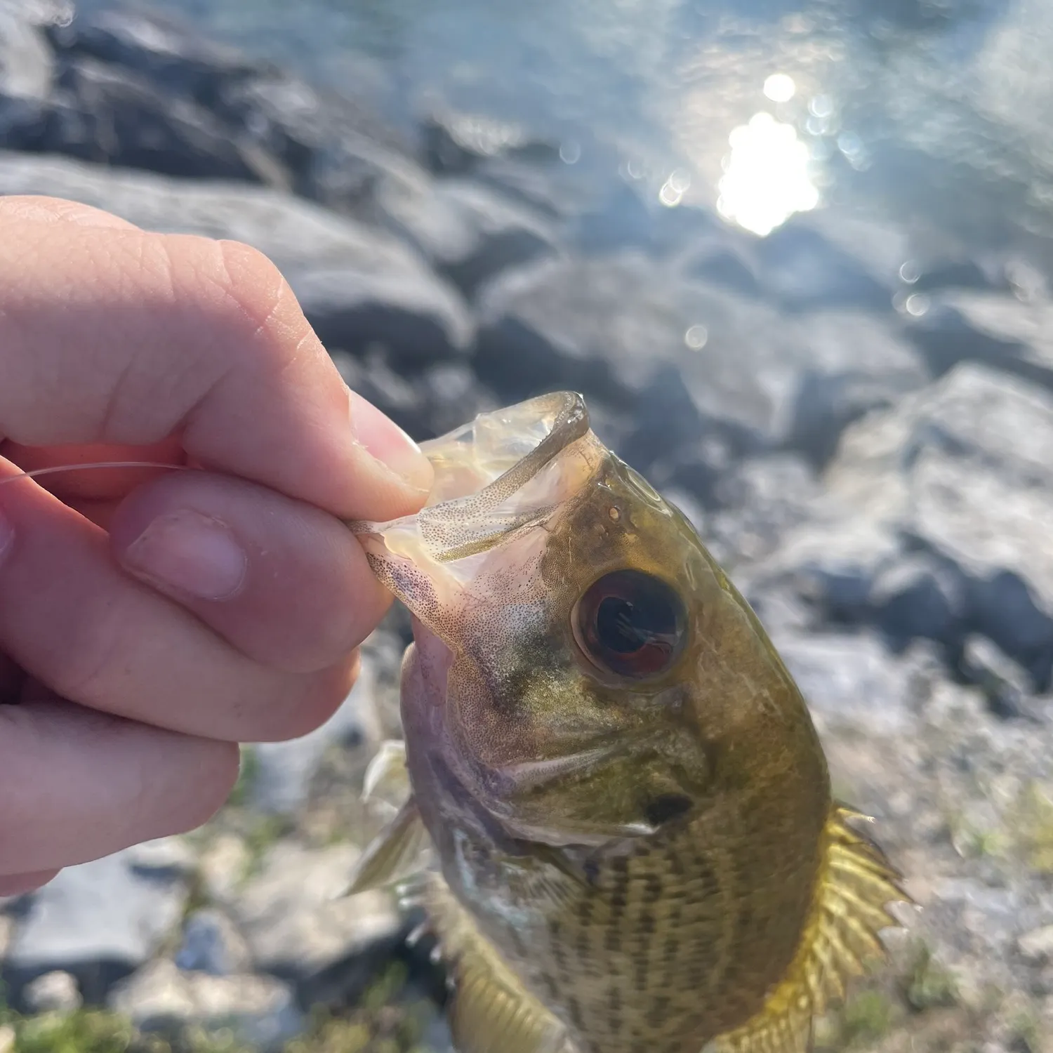 angler catch