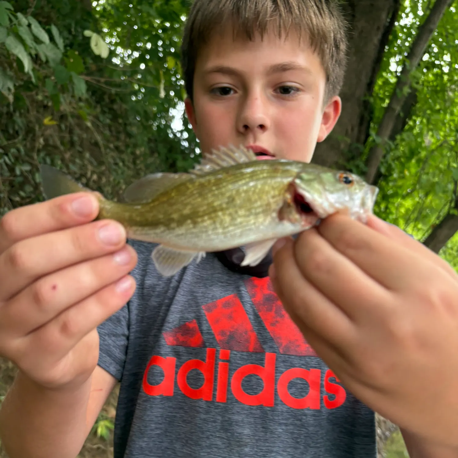 Smallmouth bass caught on Fishbrain