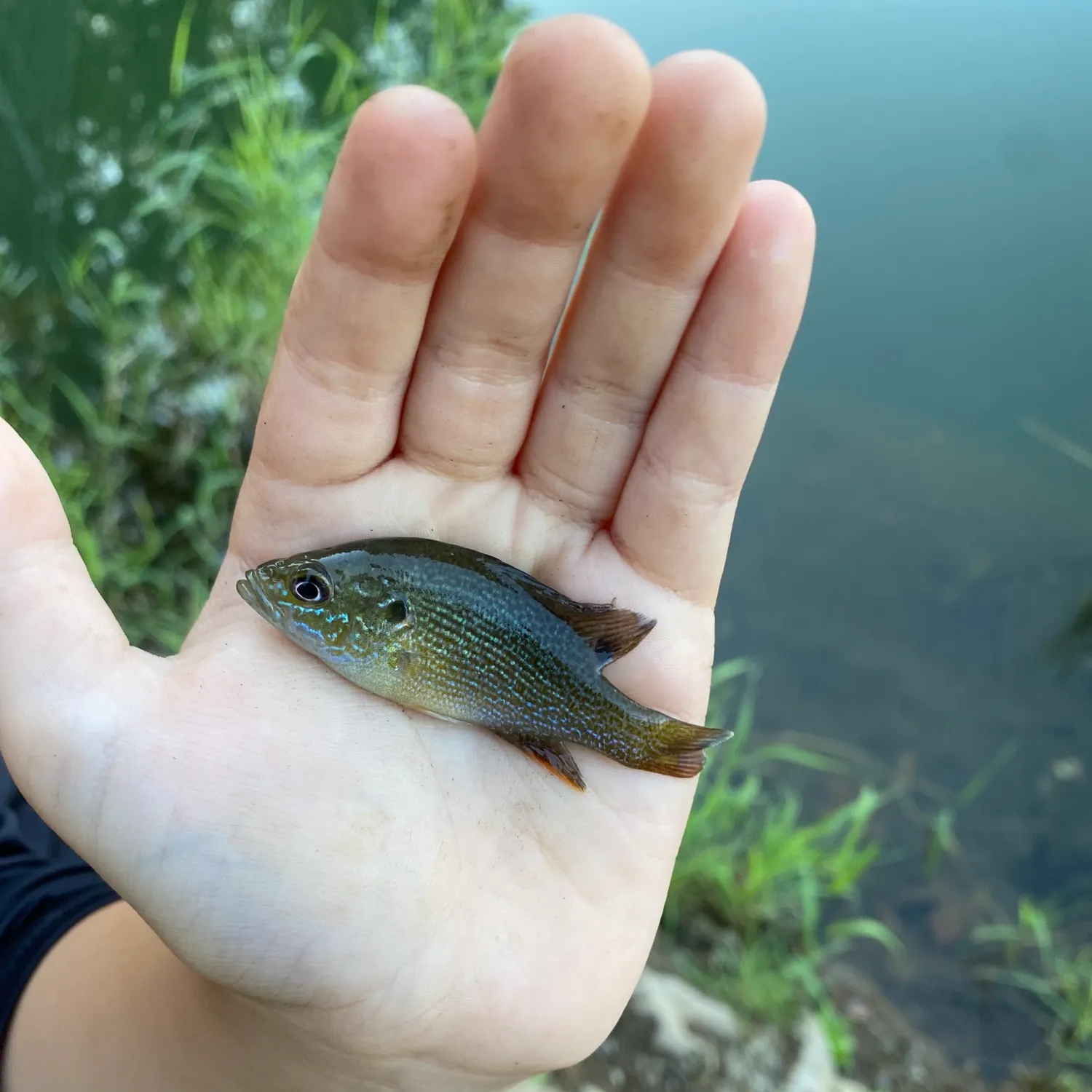 Green sunfish caught on Fishbrain