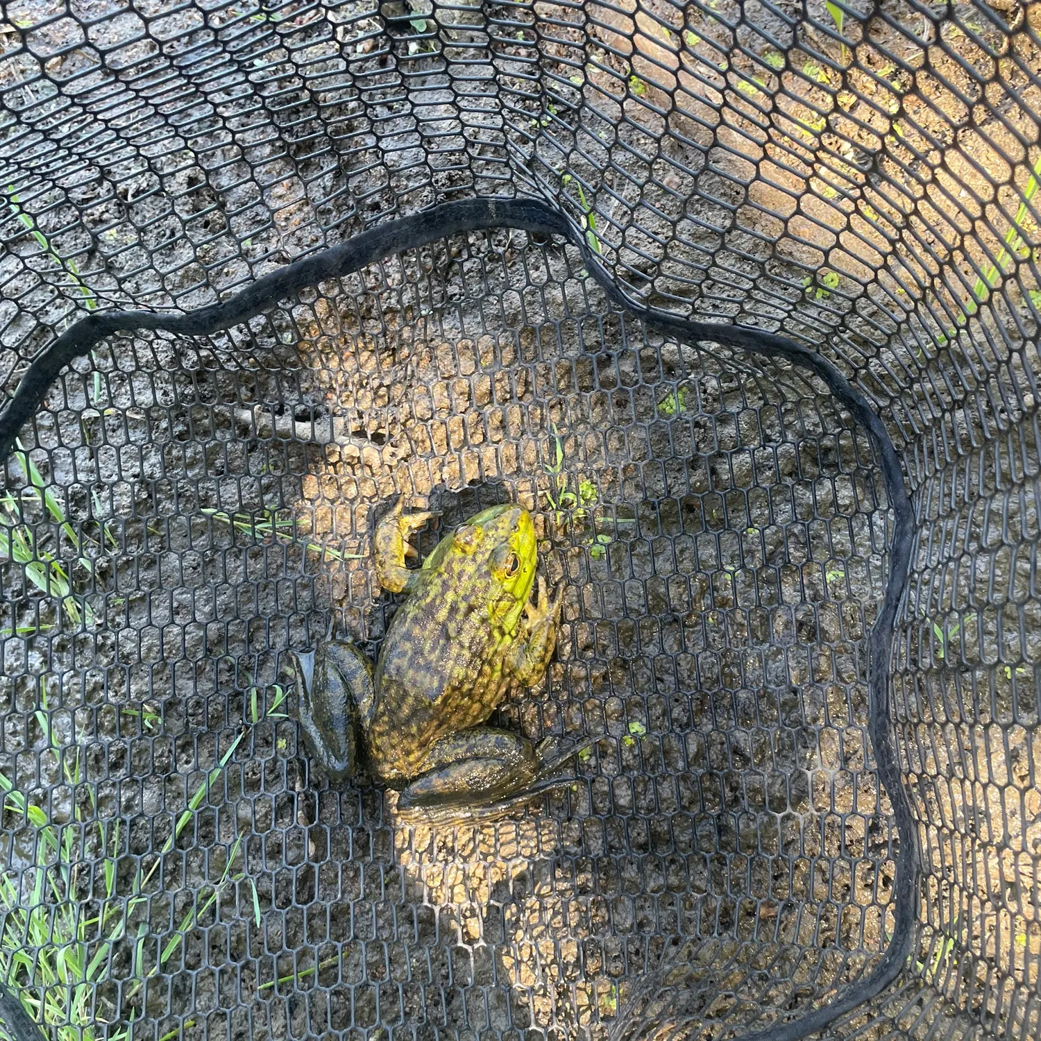 The most recent American bullfrog catches on Fishbrain