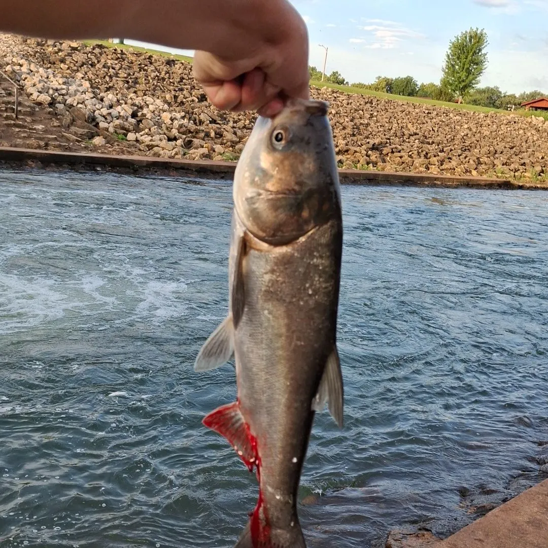The most recent Silver carp catches on Fishbrain
