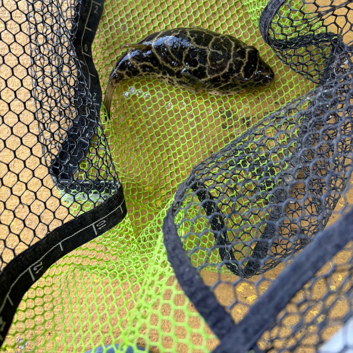 The most recent Spotted green pufferfish catches on Fishbrain