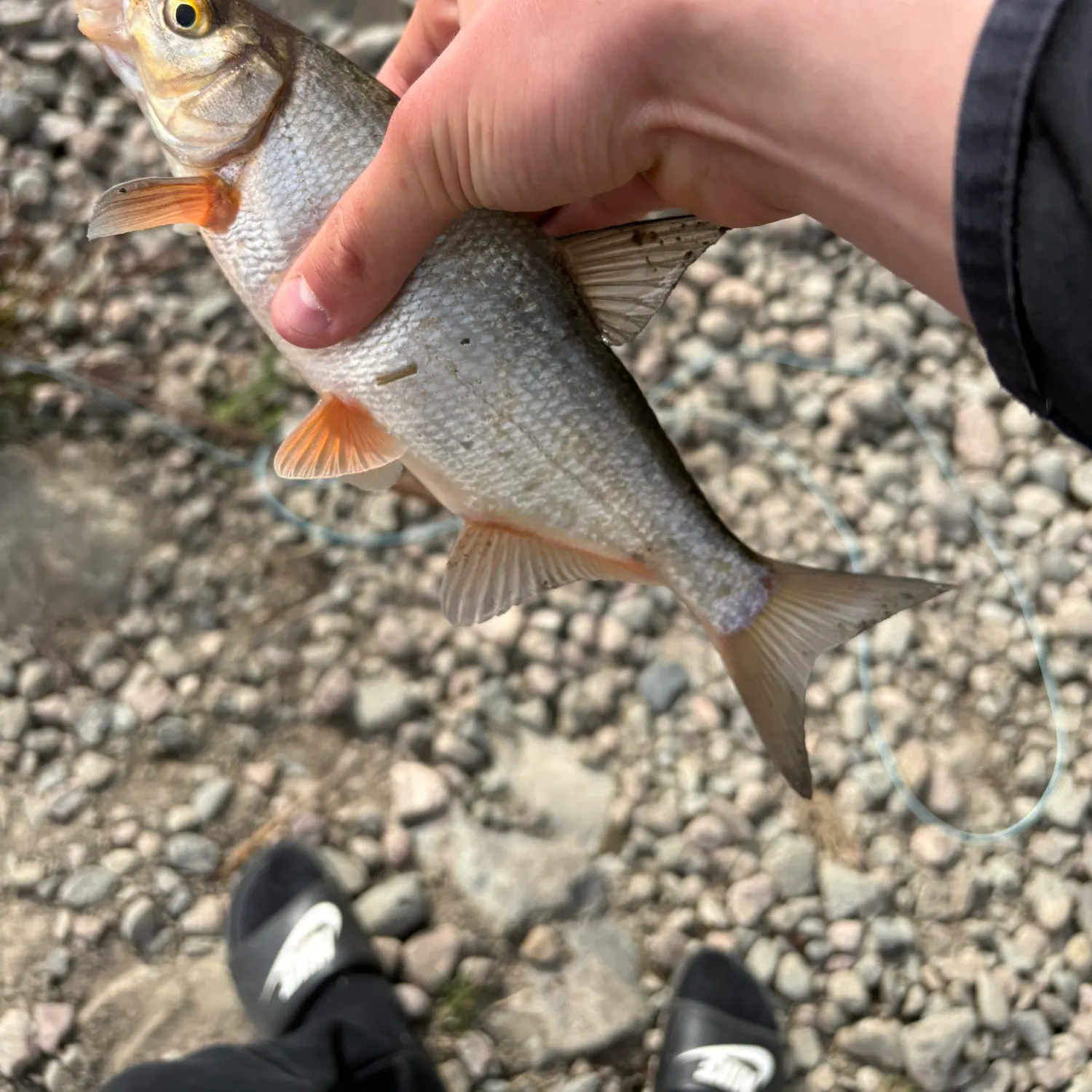 The most recent Vimba bream catches on Fishbrain