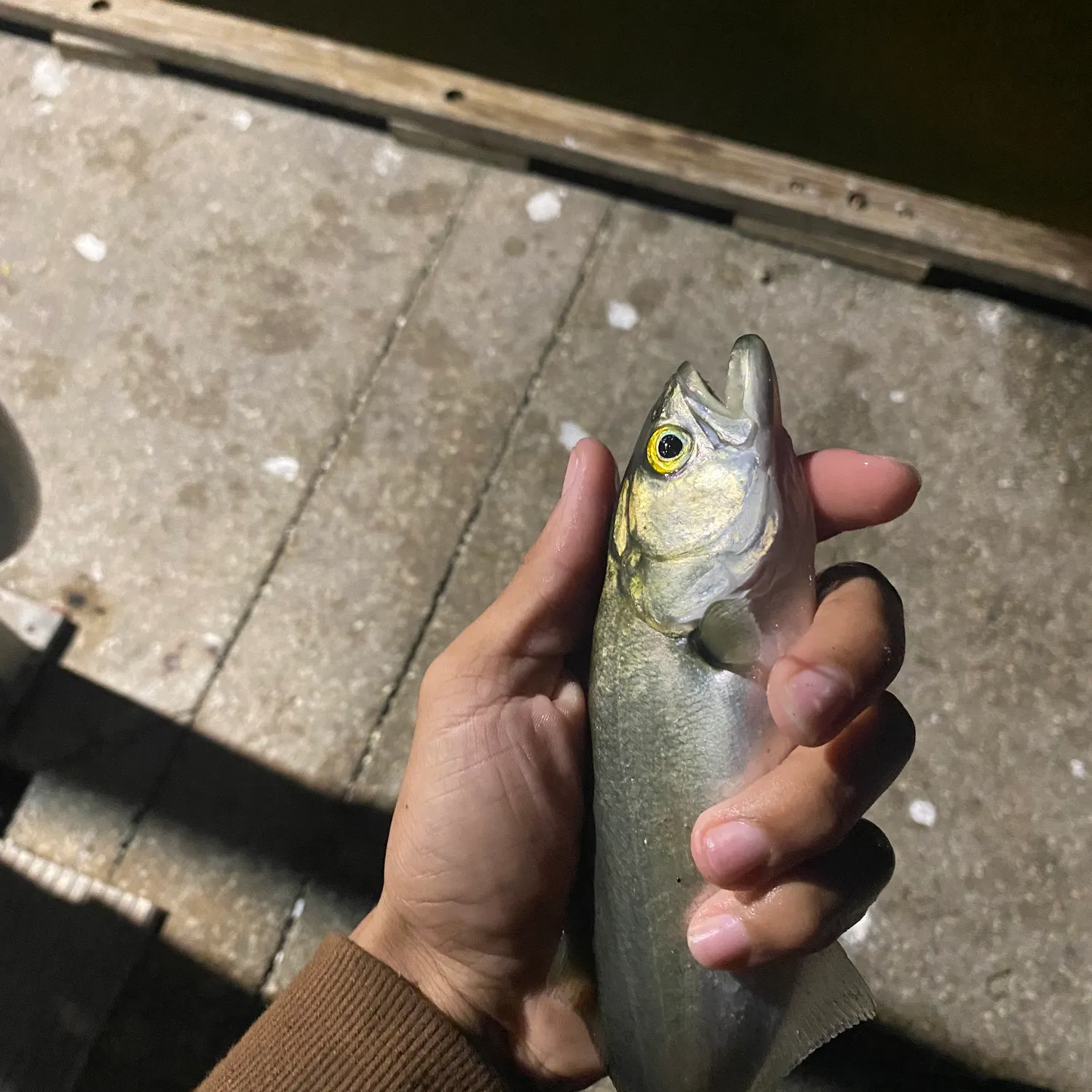 The most recent Bluefish catches on Fishbrain