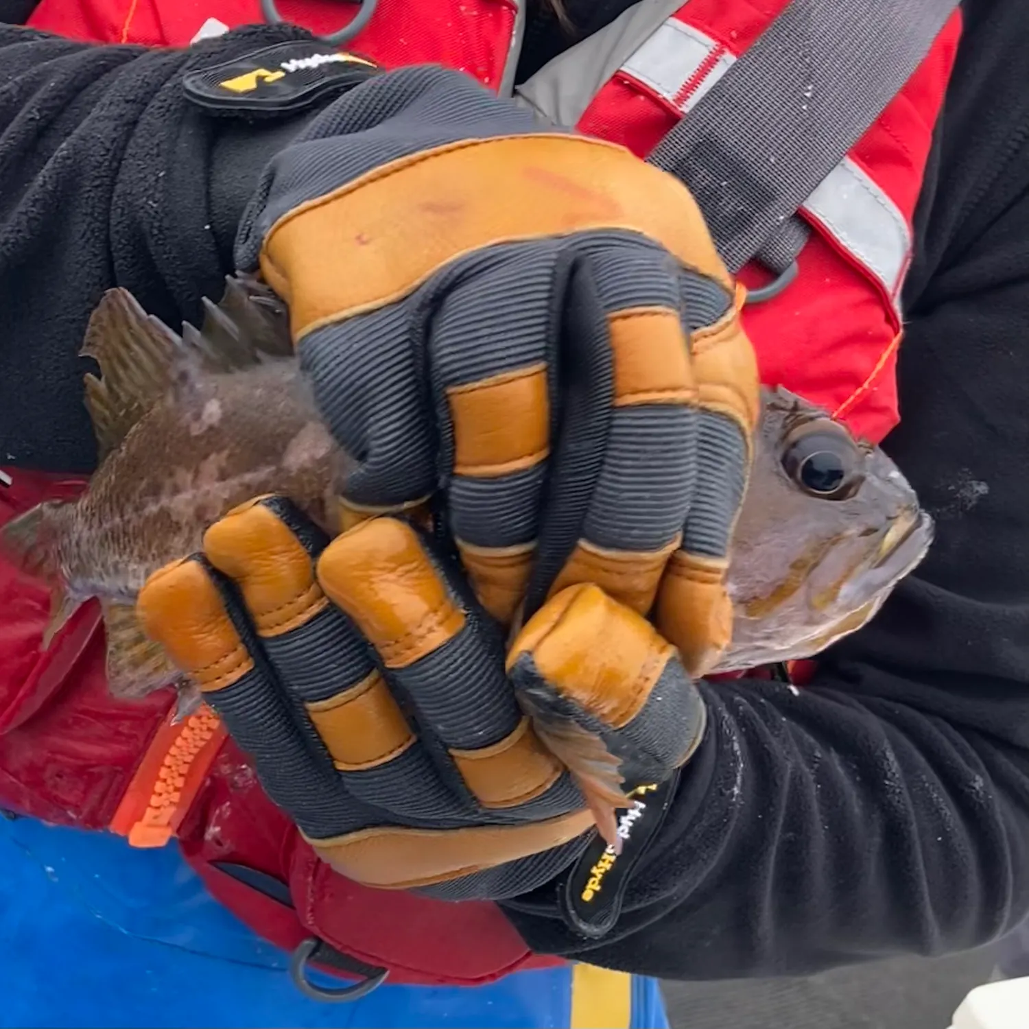 The most recent Gopher rockfish catches on Fishbrain