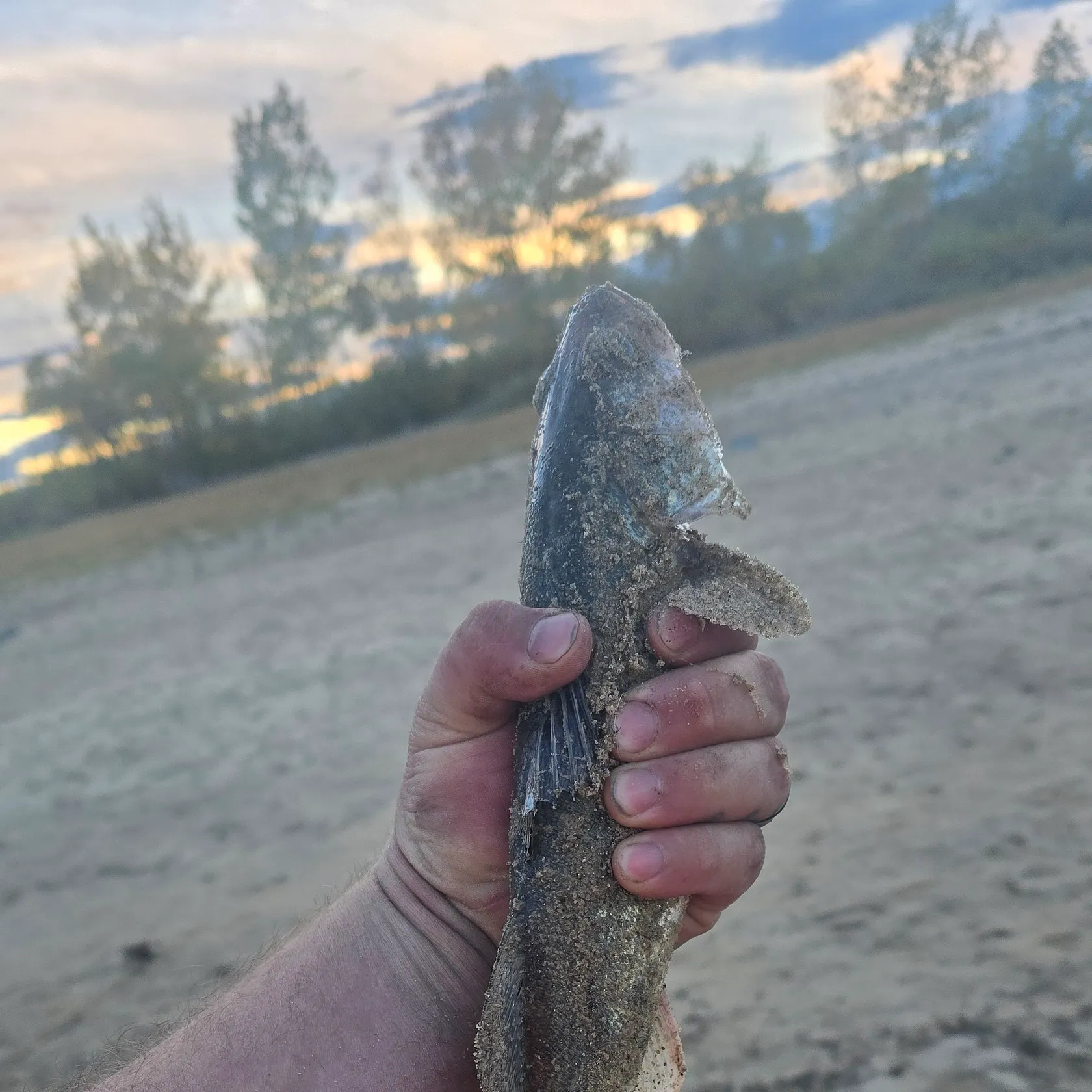 Walleye caught on Fishbrain