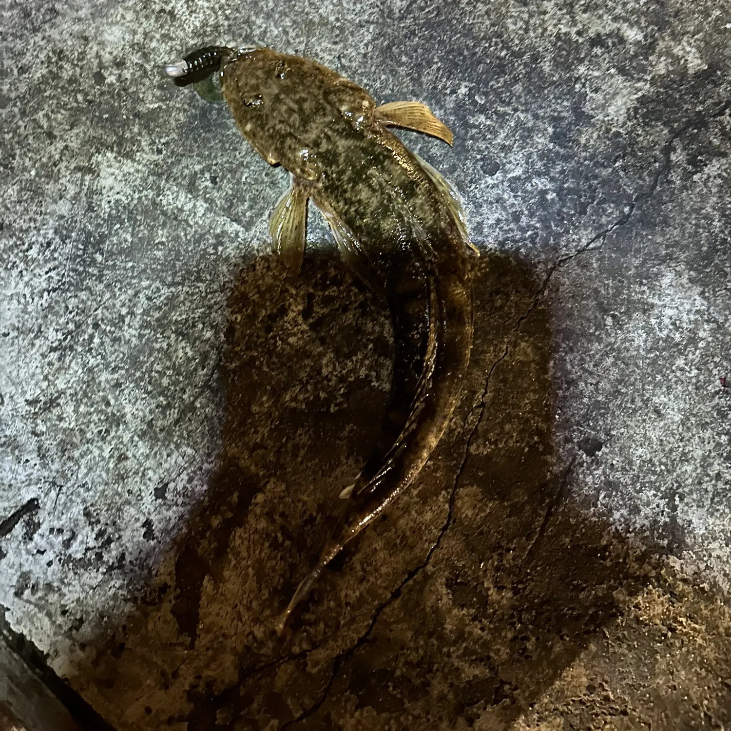 The most recent Bartail flathead catches on Fishbrain