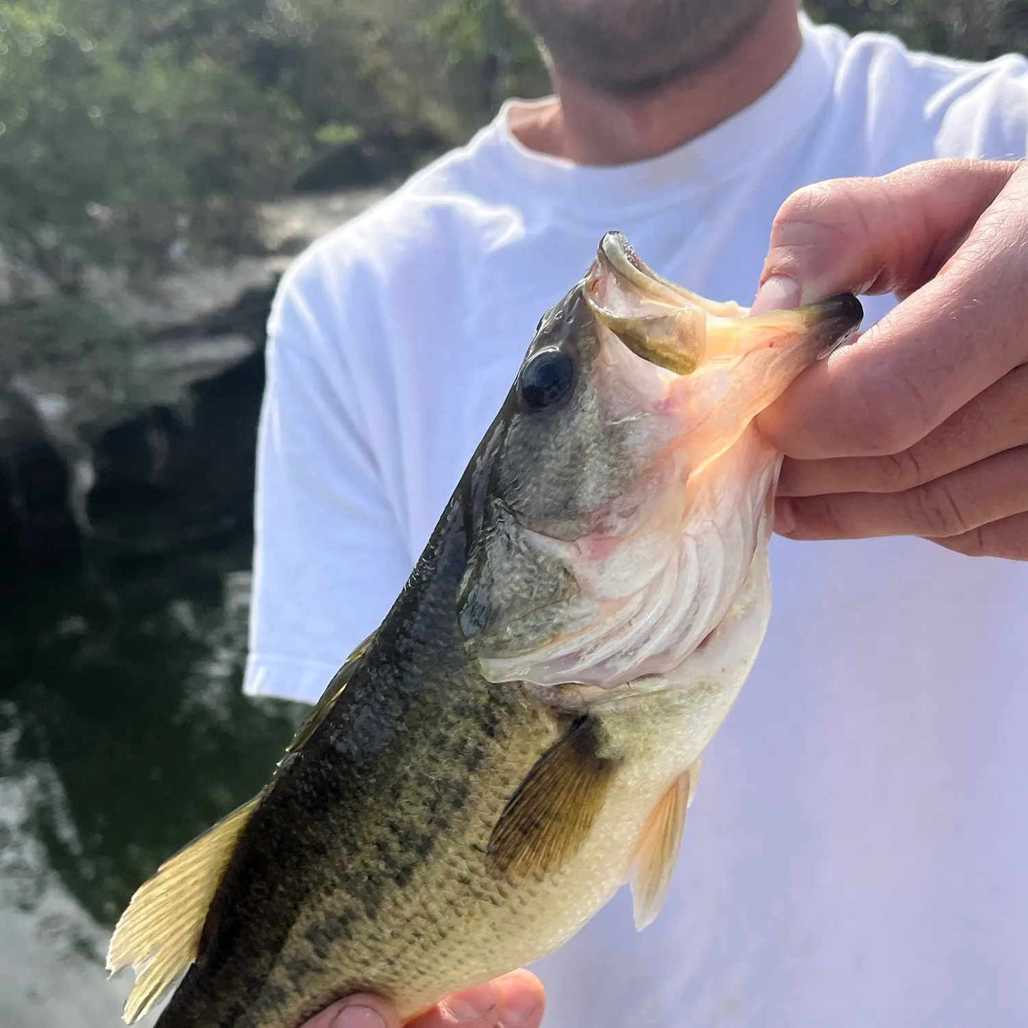 Largemouth bass caught on Fishbrain