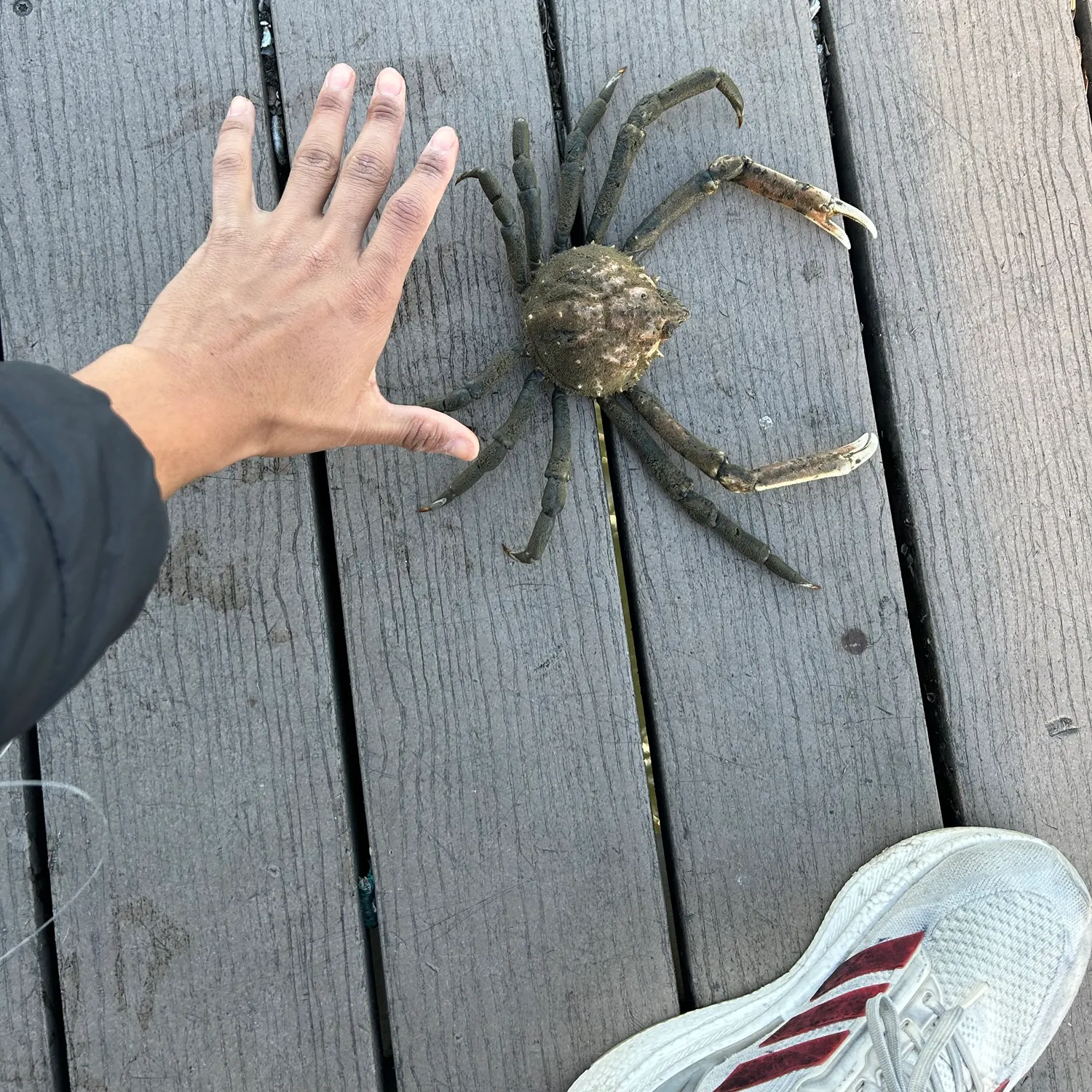 The most recent Portly spider crab catches on Fishbrain