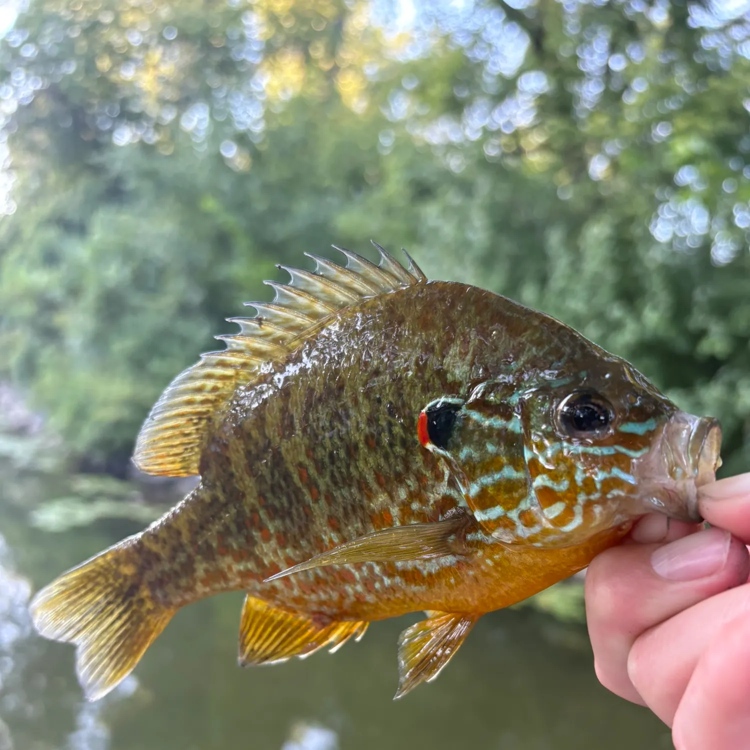 Pumpkinseed caught on Fishbrain