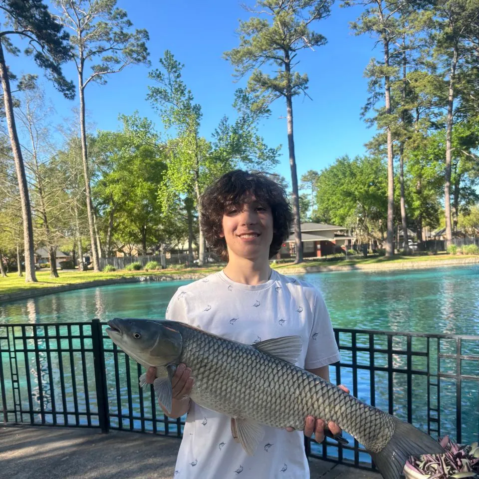 Grass carp caught on Fishbrain