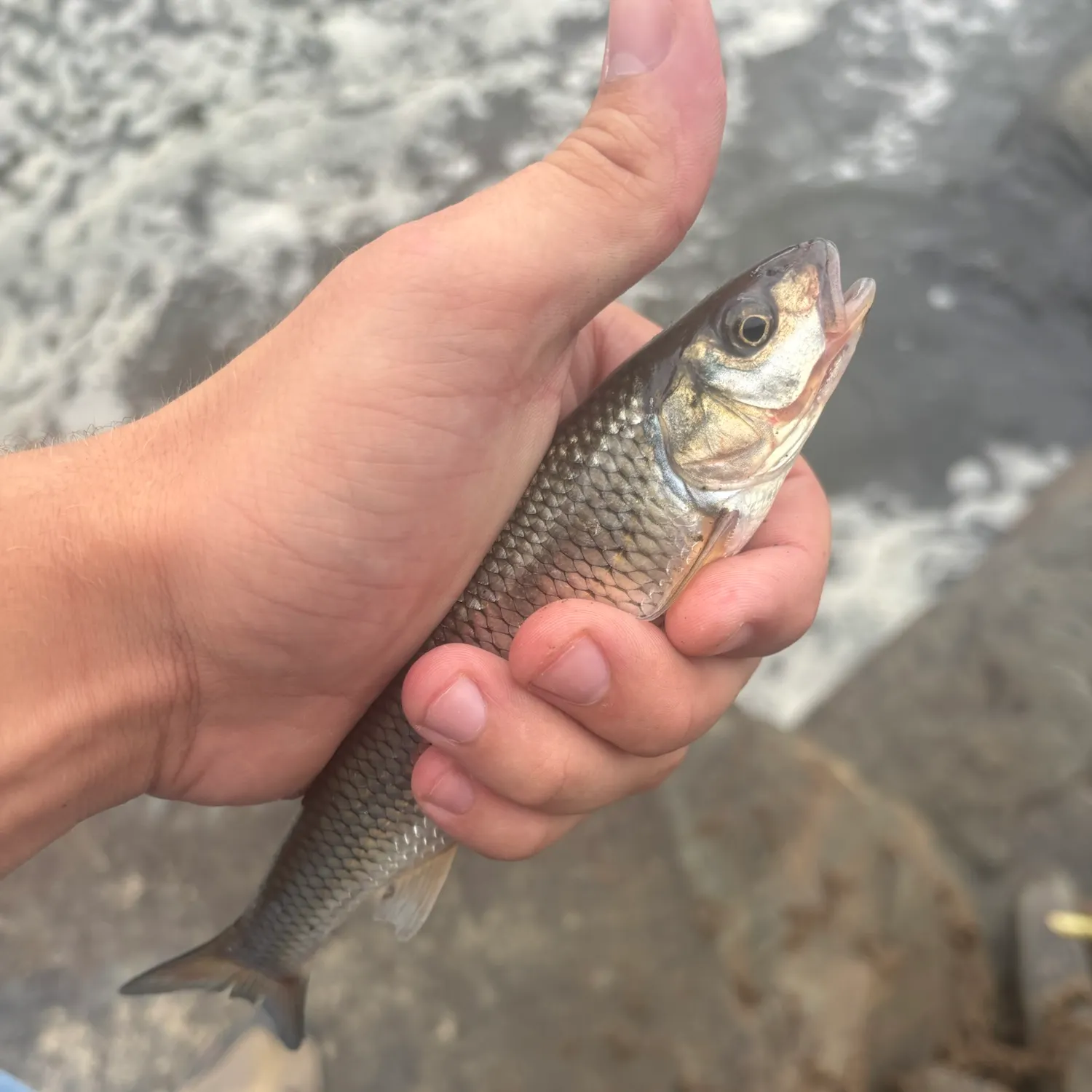 Fallfish caught on Fishbrain