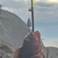 The most recent Ringneck blenny catches on Fishbrain