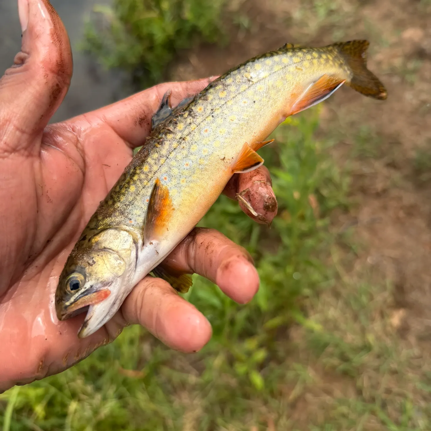 Brook trout caught on Fishbrain