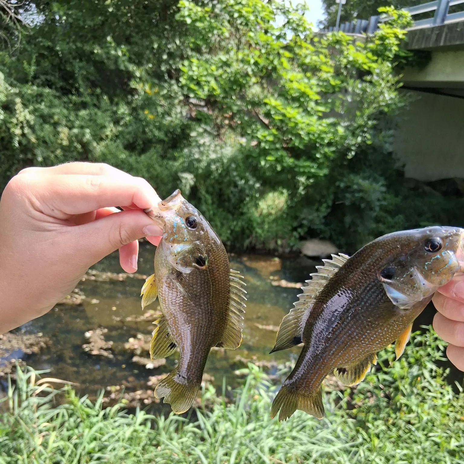Green sunfish caught on Fishbrain