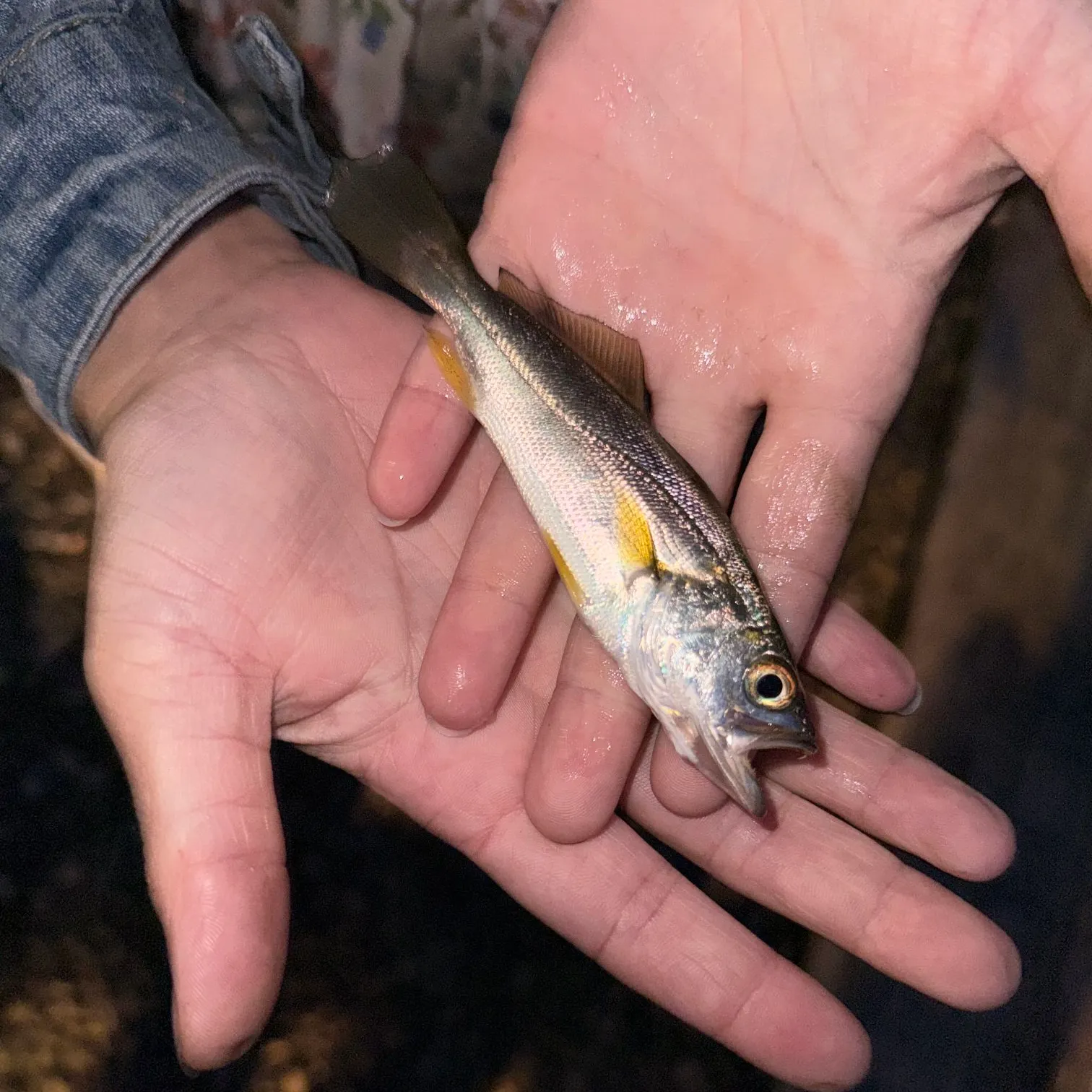 Gray weakfish caught on Fishbrain