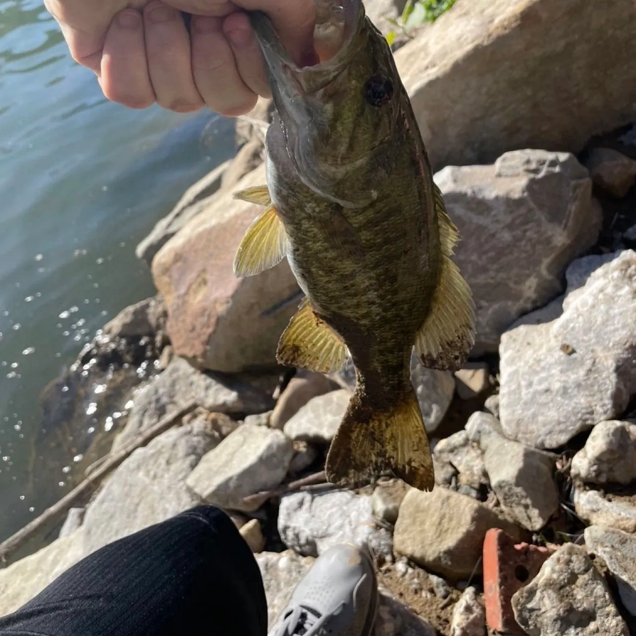 Smallmouth bass caught on Fishbrain