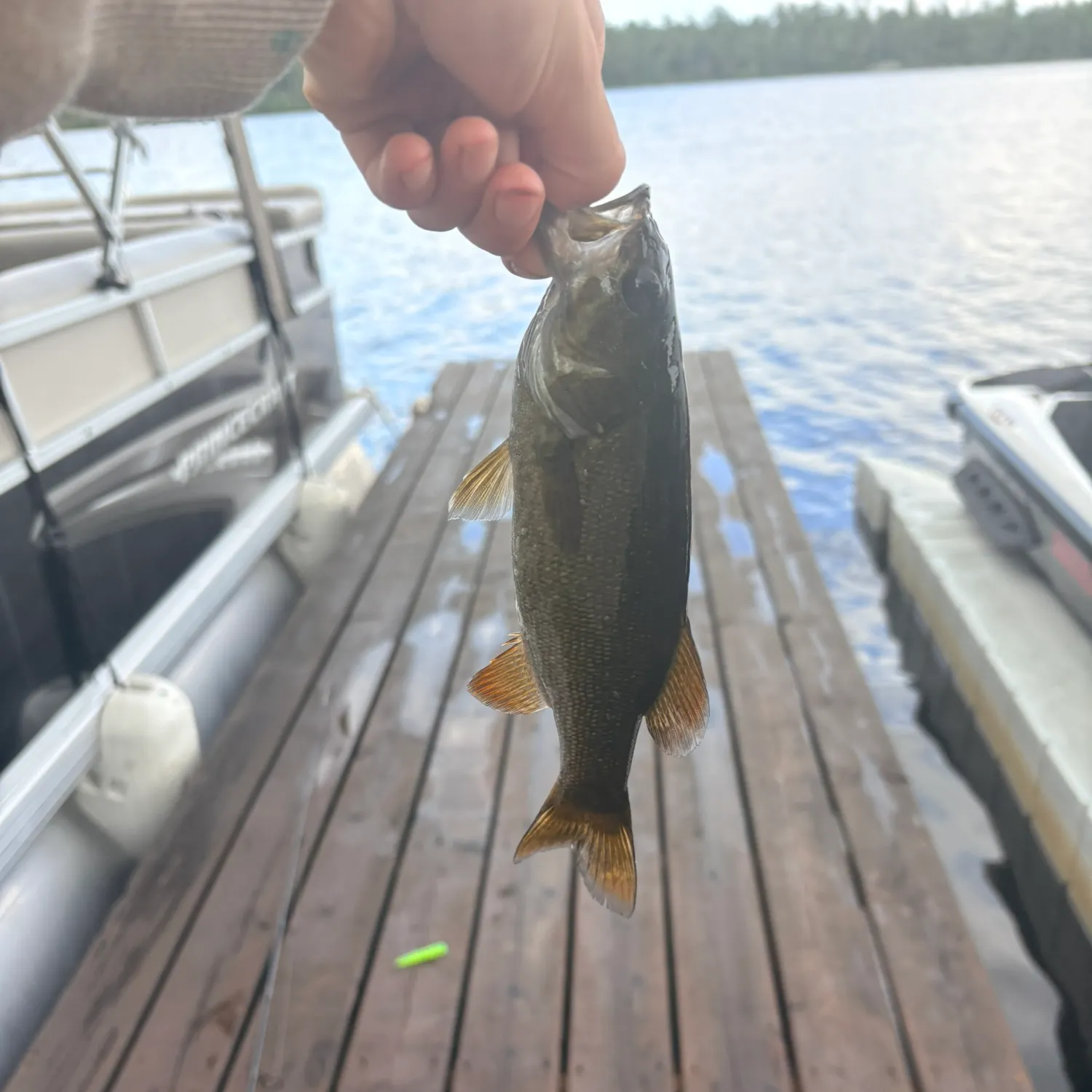 Smallmouth bass caught on Fishbrain